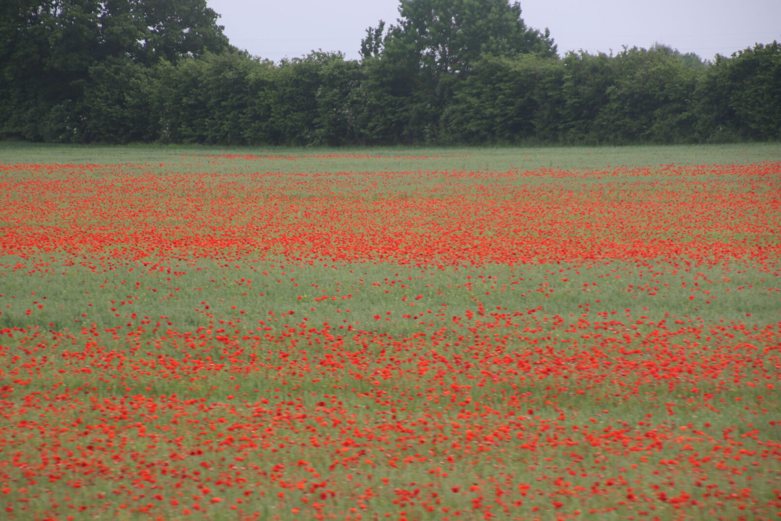 Canon EOS 7D Mark II sample photo. Field, of, flowers, flowers photography