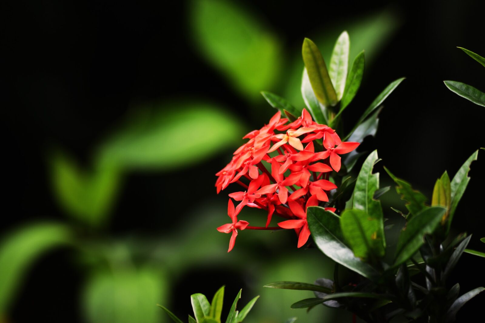 Nikon D5200 sample photo. Traditional, ixora, flower photography