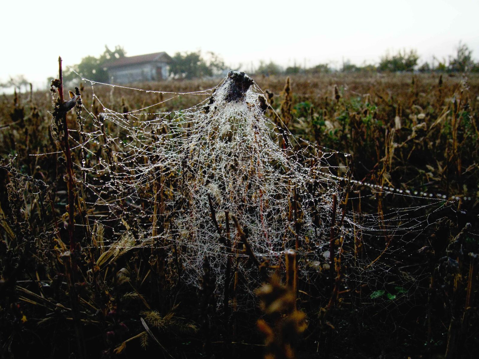 Olympus PEN E-PL5 sample photo. Web, field, autumn photography