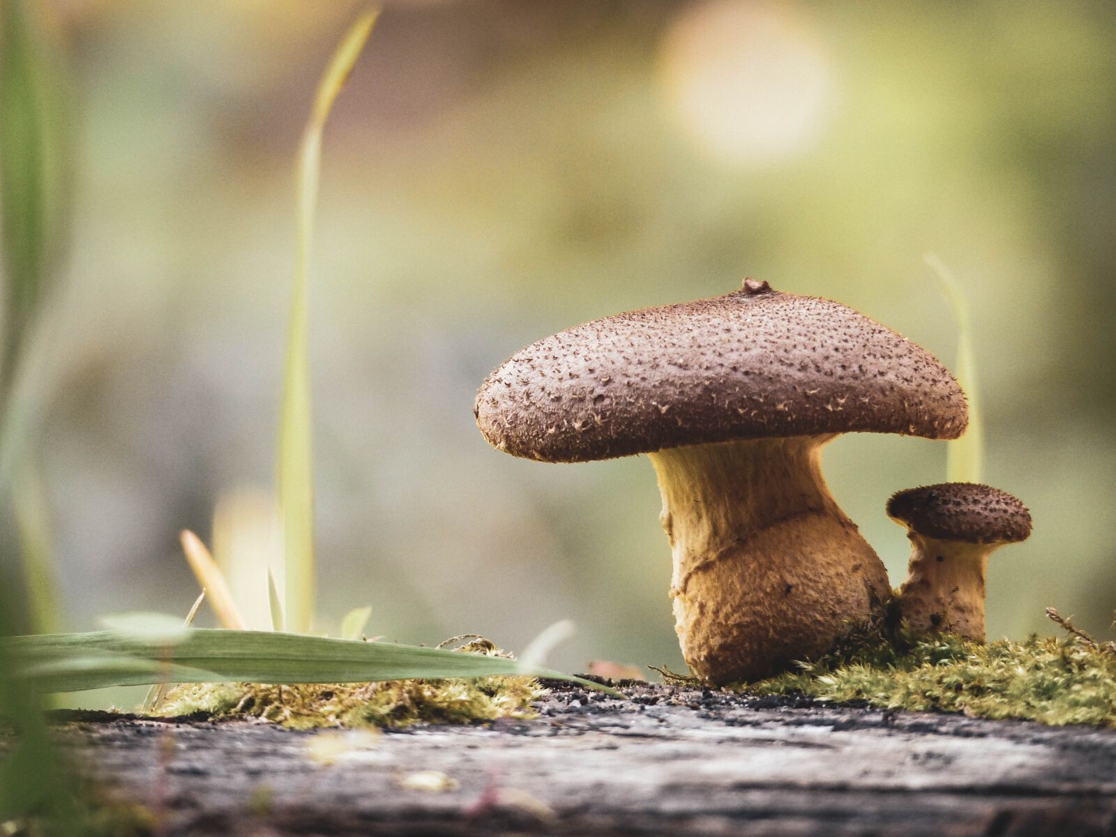 Panasonic Lumix DMC-FZ200 sample photo. Mushroom, autumn, nature photography