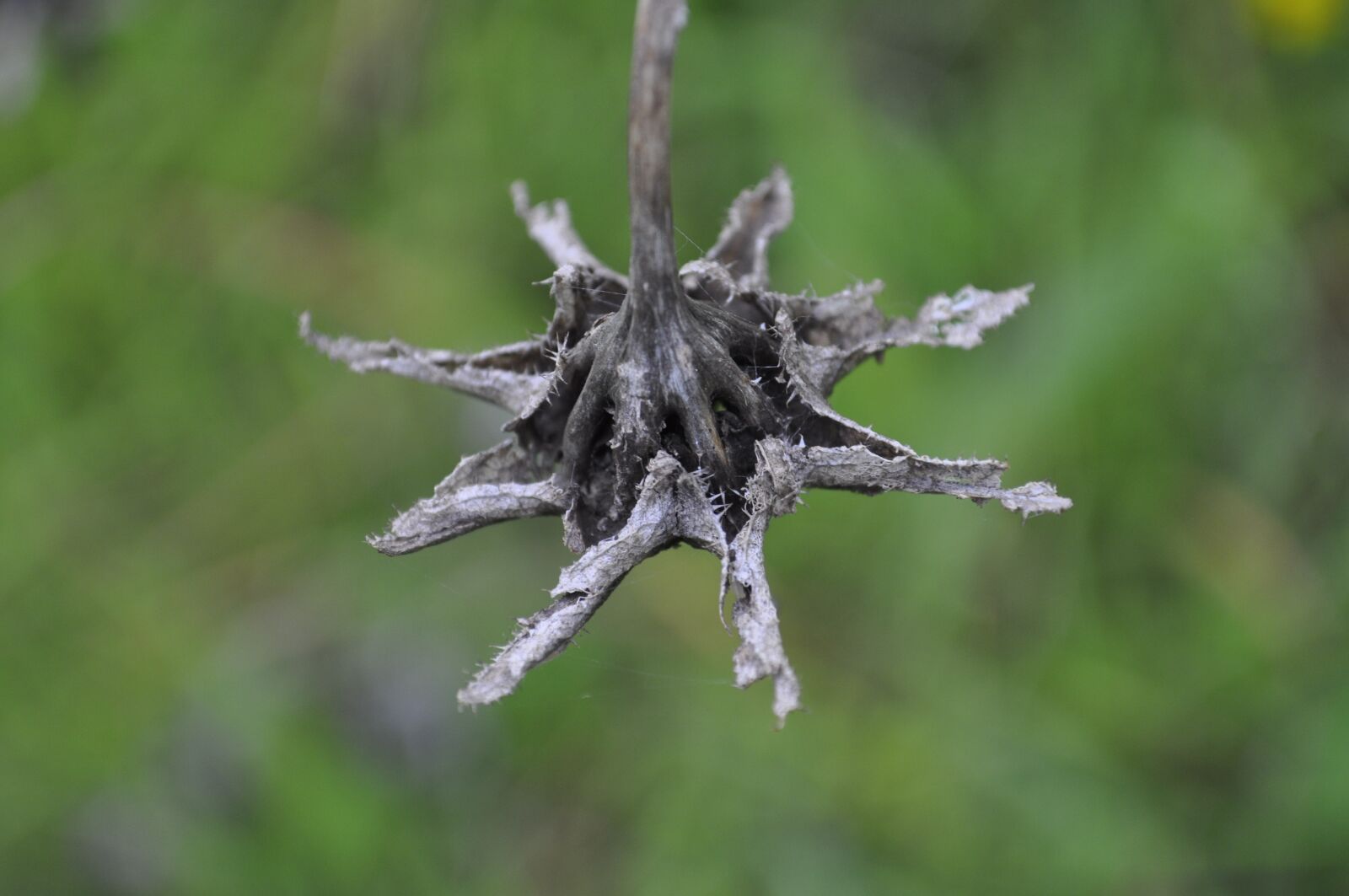 Nikon D5000 sample photo. Nature, outdoor, dry photography