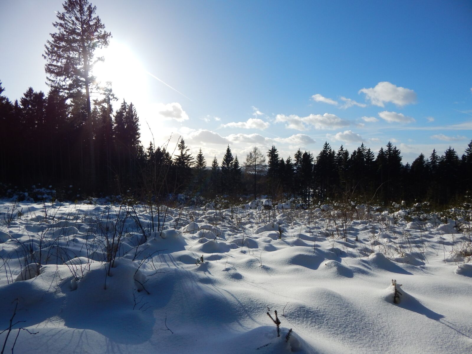 Nikon Coolpix L830 sample photo. Winter, landscape, forest photography