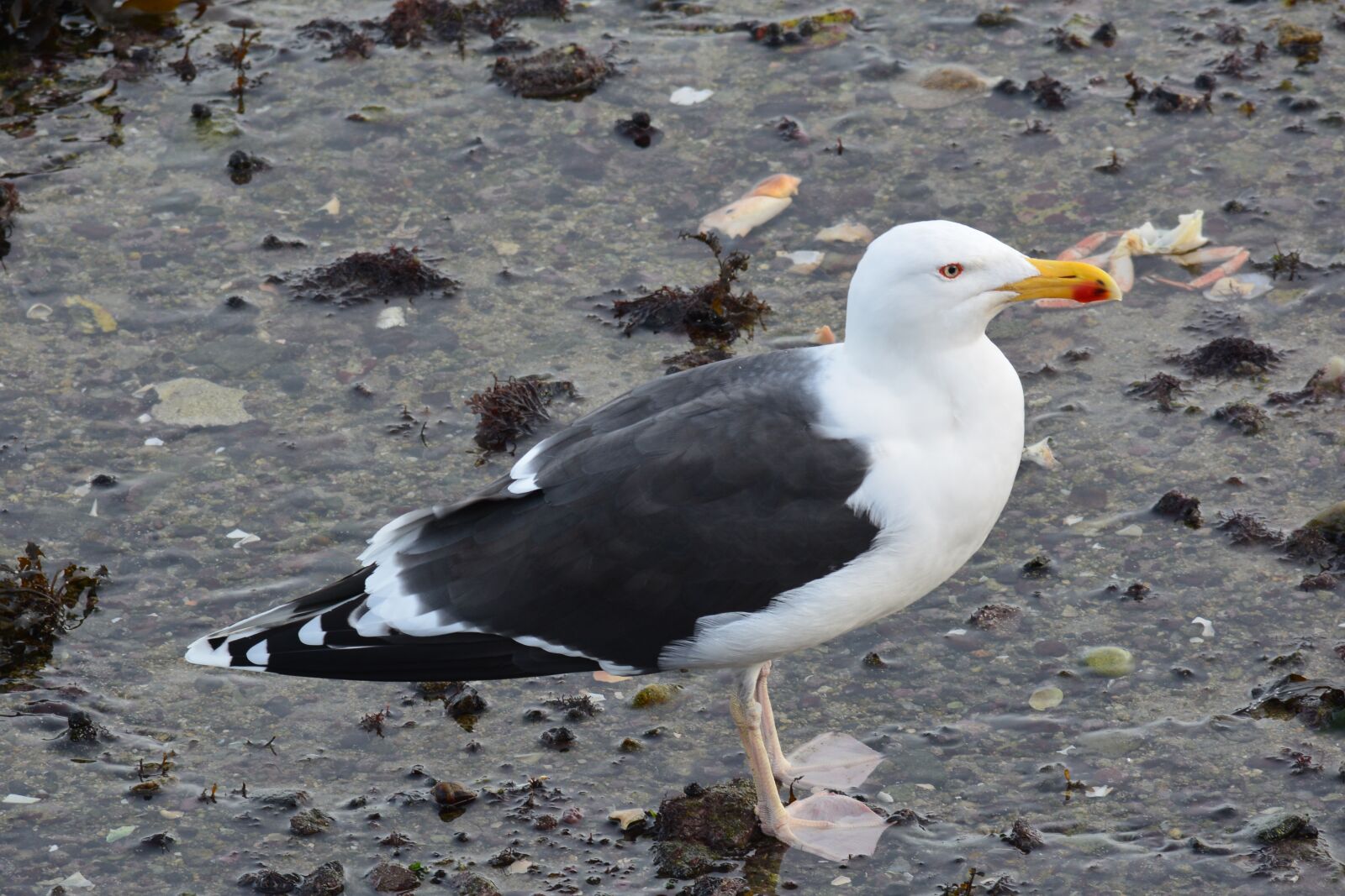 Nikon D7100 sample photo. Seagull, sea, brittany photography