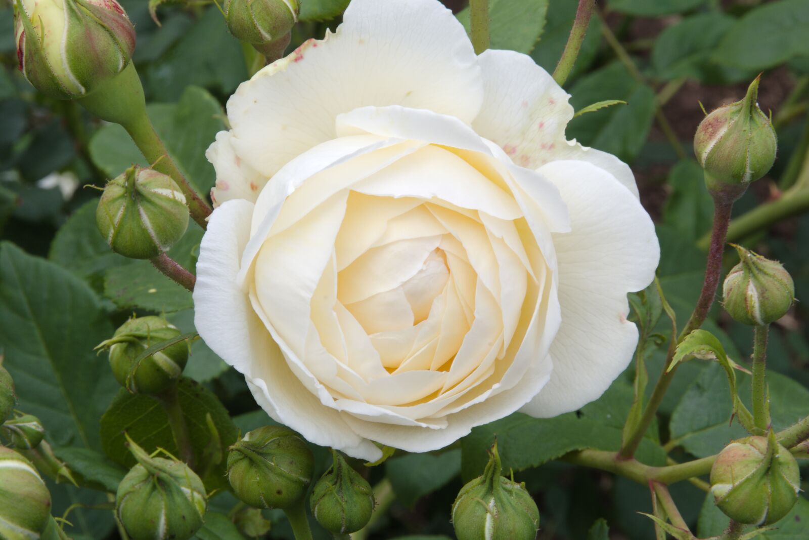 Pentax K-70 sample photo. Rose, blume, rot photography