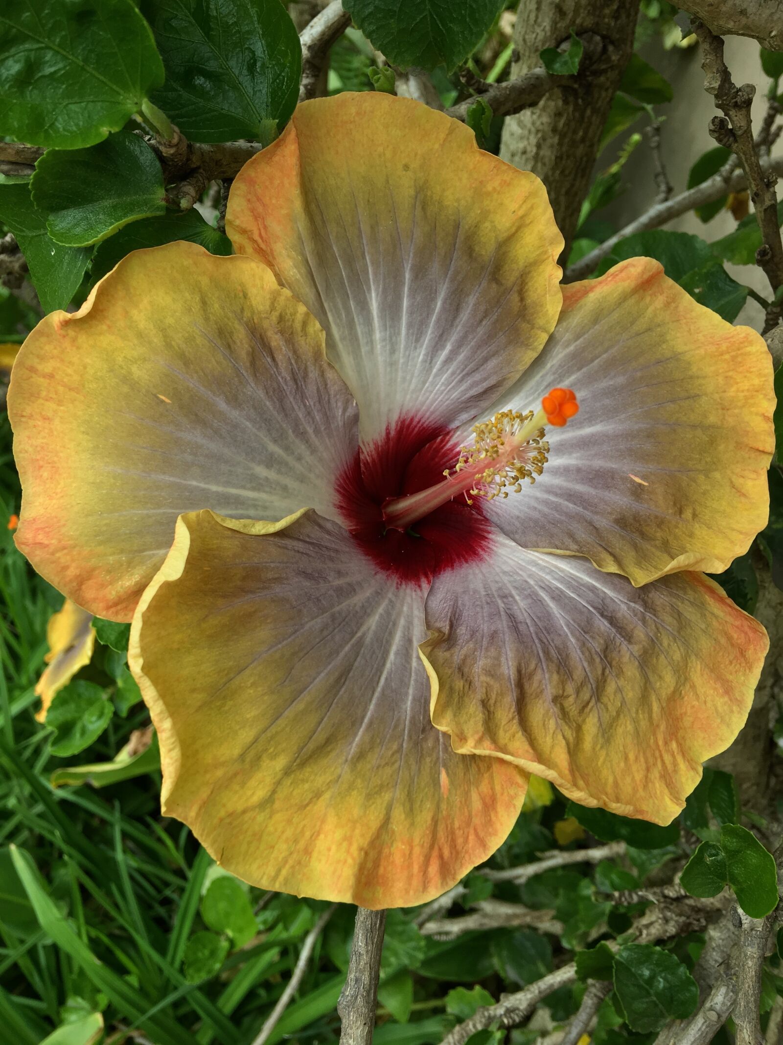 Apple iPhone 6s Plus sample photo. Hibiscus yellow, yellow flower photography