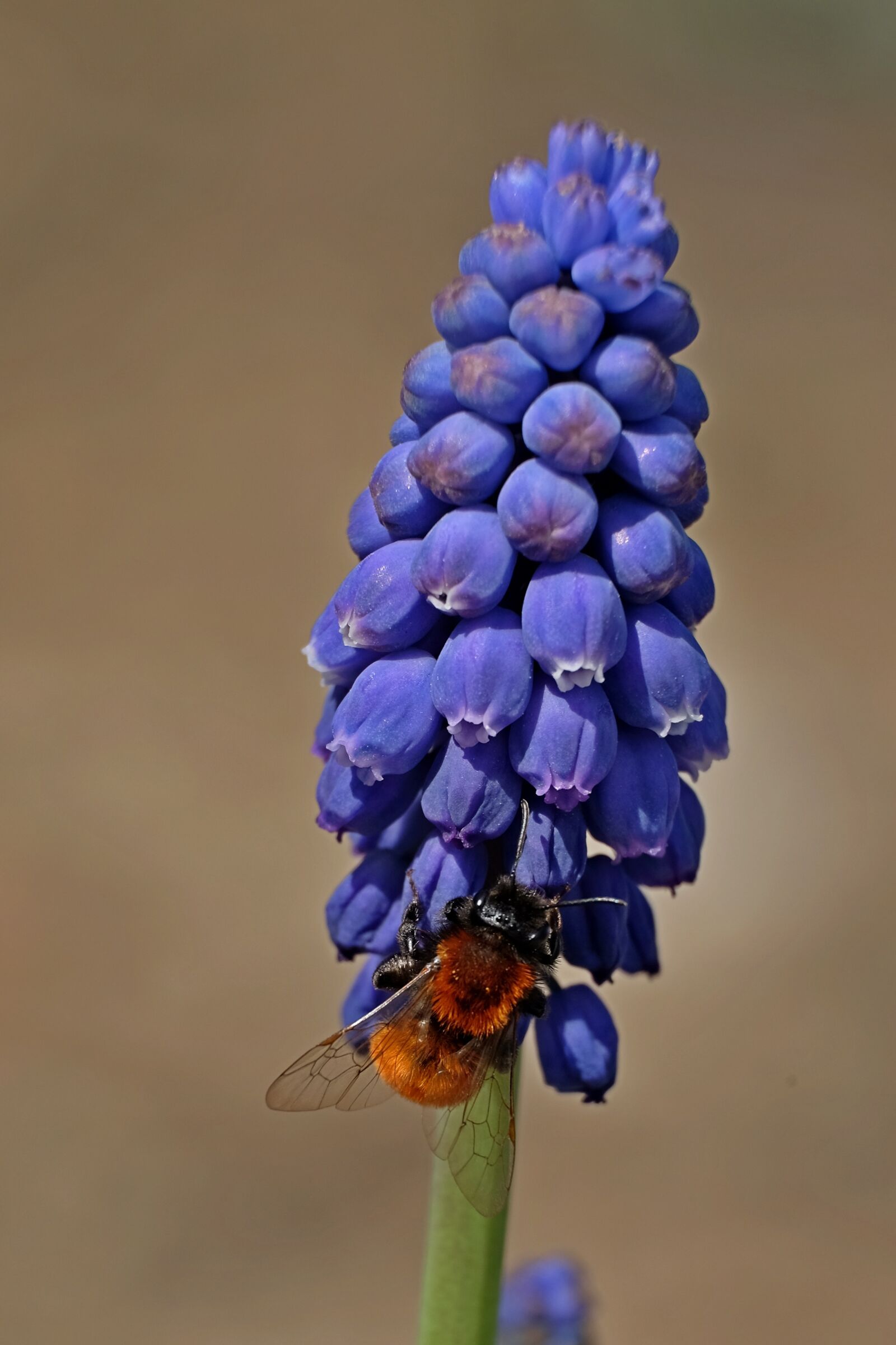 Fujifilm XF 55-200mm F3.5-4.8 R LM OIS sample photo. Flower, insect, szafirek photography