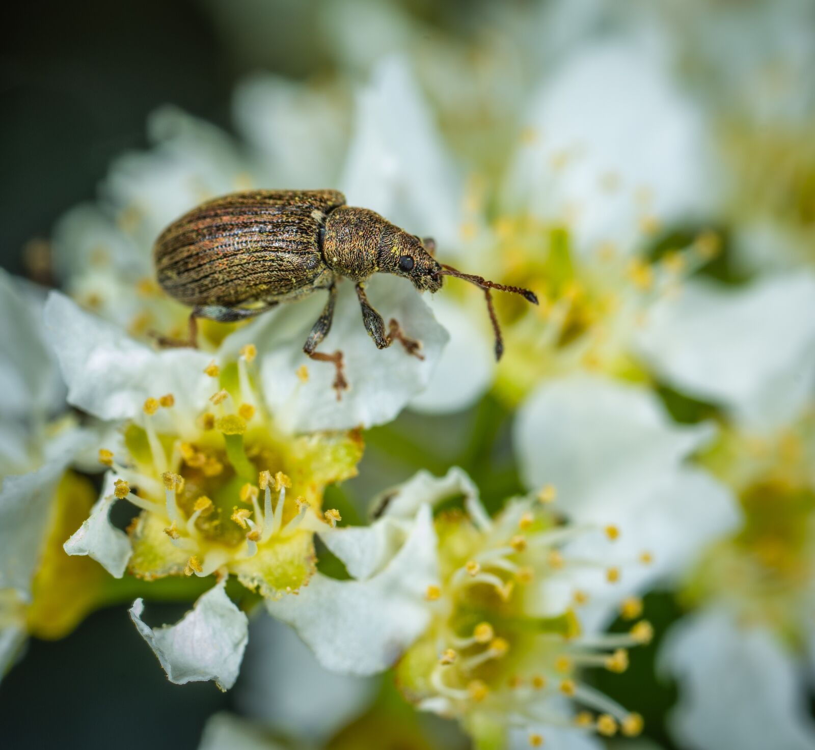 #124 65/2.8 sample photo. Macro, beetle, insect photography