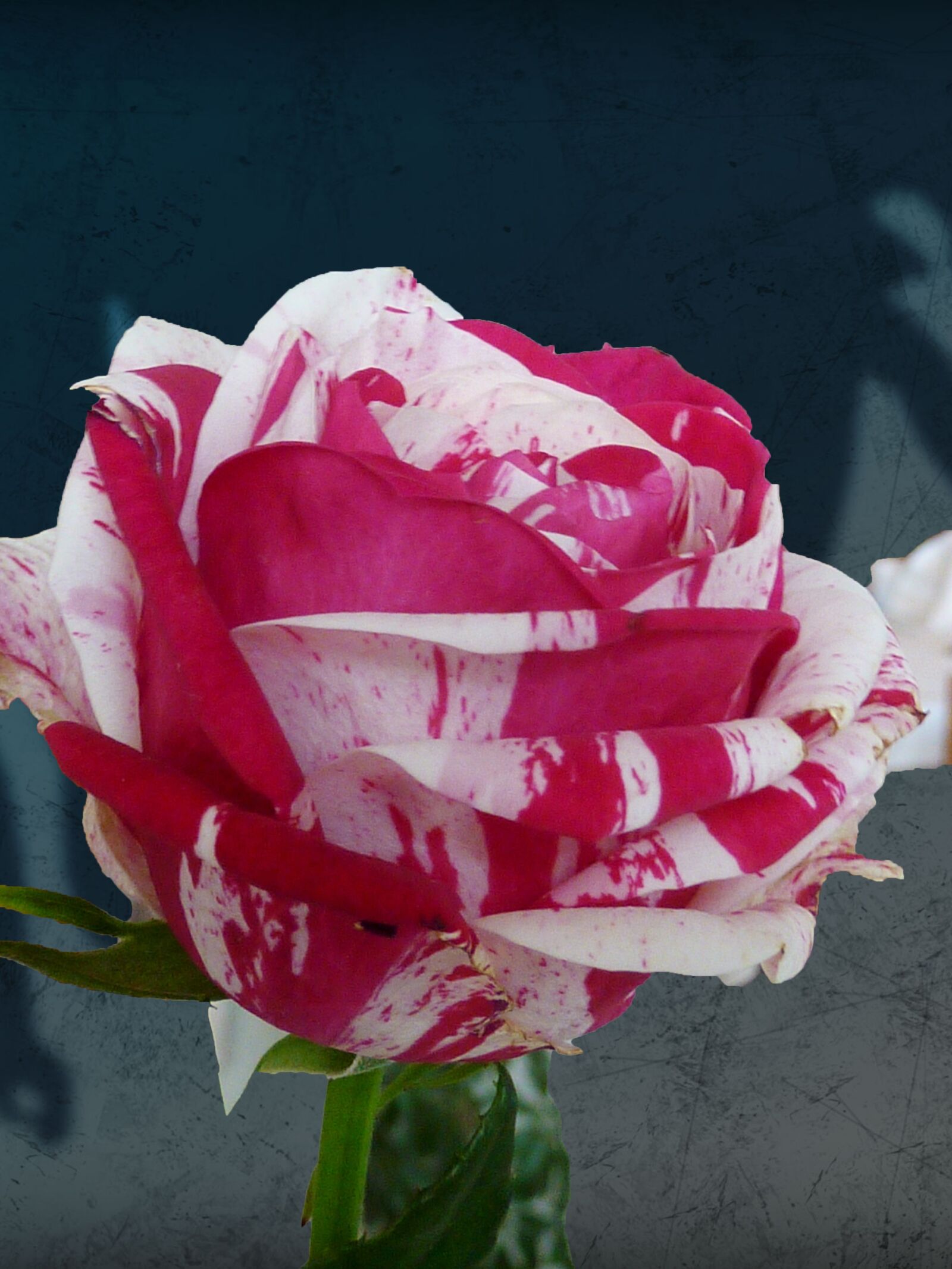 Panasonic DMC-TZ7 sample photo. Rose, blossom, bloom photography