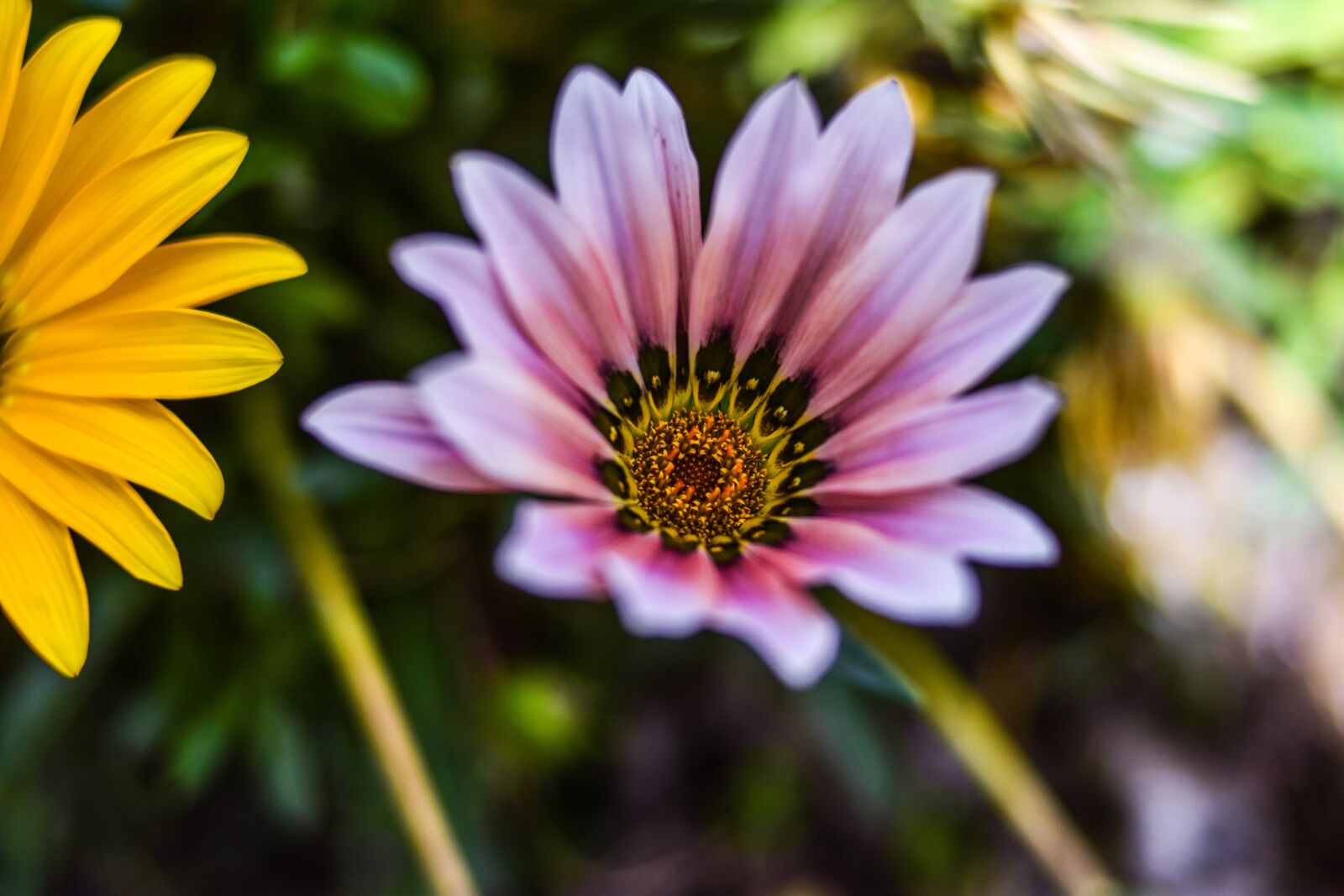Nikon D3400 sample photo. Flower beautiful, linda flower photography