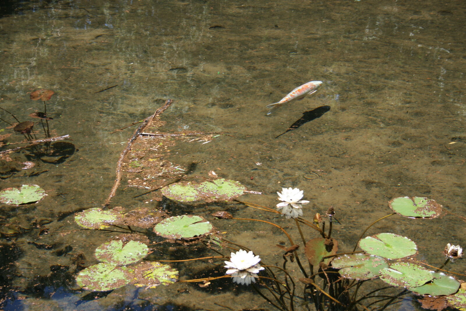 Canon EOS 400D (EOS Digital Rebel XTi / EOS Kiss Digital X) + Canon EF-S 18-55mm F3.5-5.6 II sample photo. Clear, water, koi, fishes photography