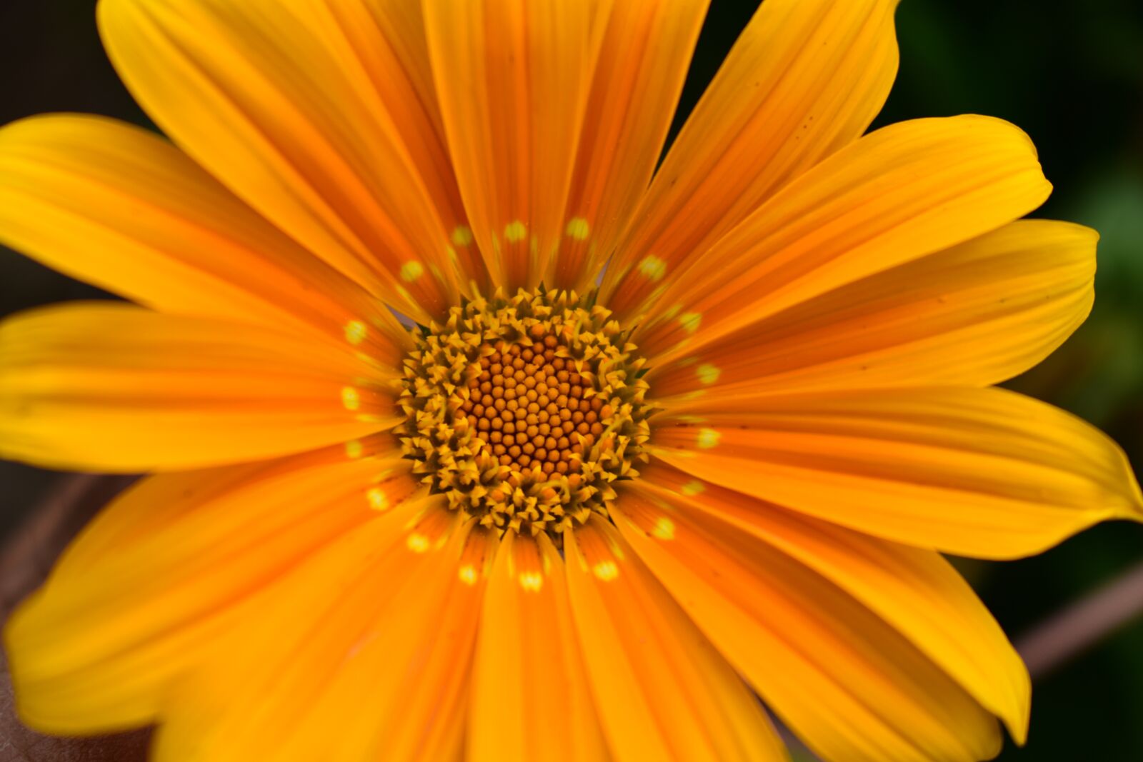 Nikon D3400 sample photo. Flower, plant, nature photography