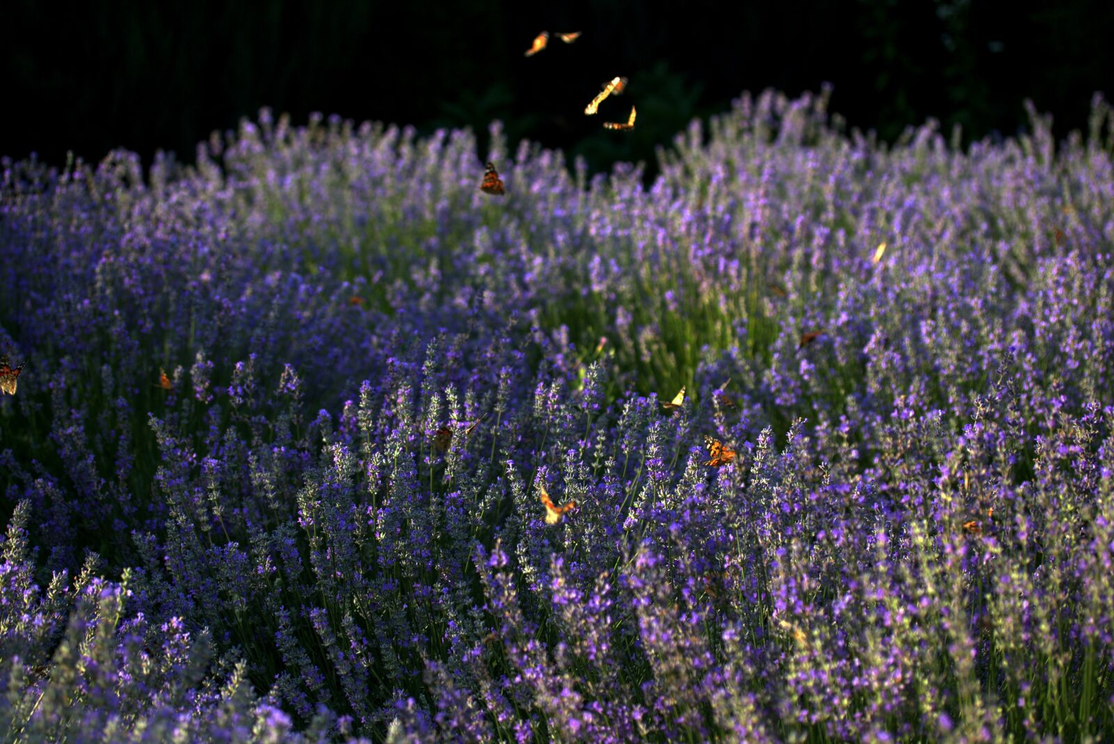 Canon EF-S 60mm F2.8 Macro USM sample photo. Butterfly, lavender, coloring photography