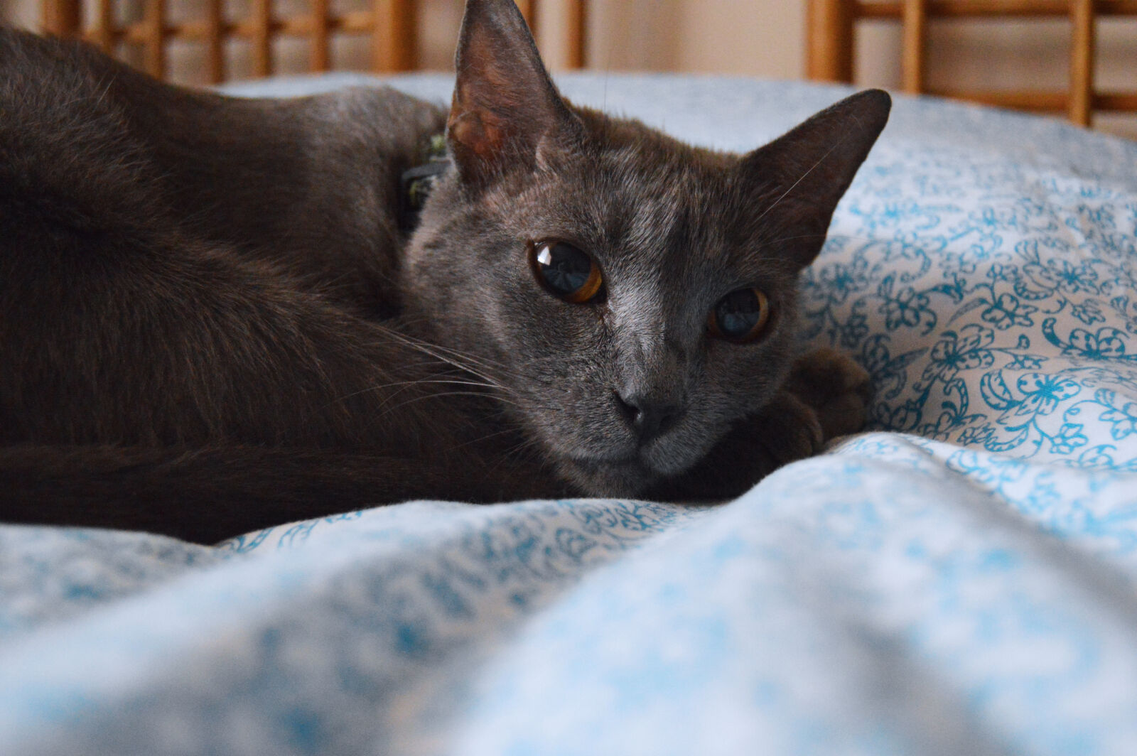 Nikon D3200 sample photo. Cat, cat, face, sleeping photography