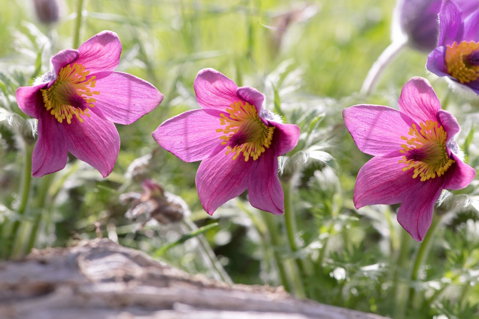 Nikon D750 sample photo. Common pasque flower, pulsatilla photography