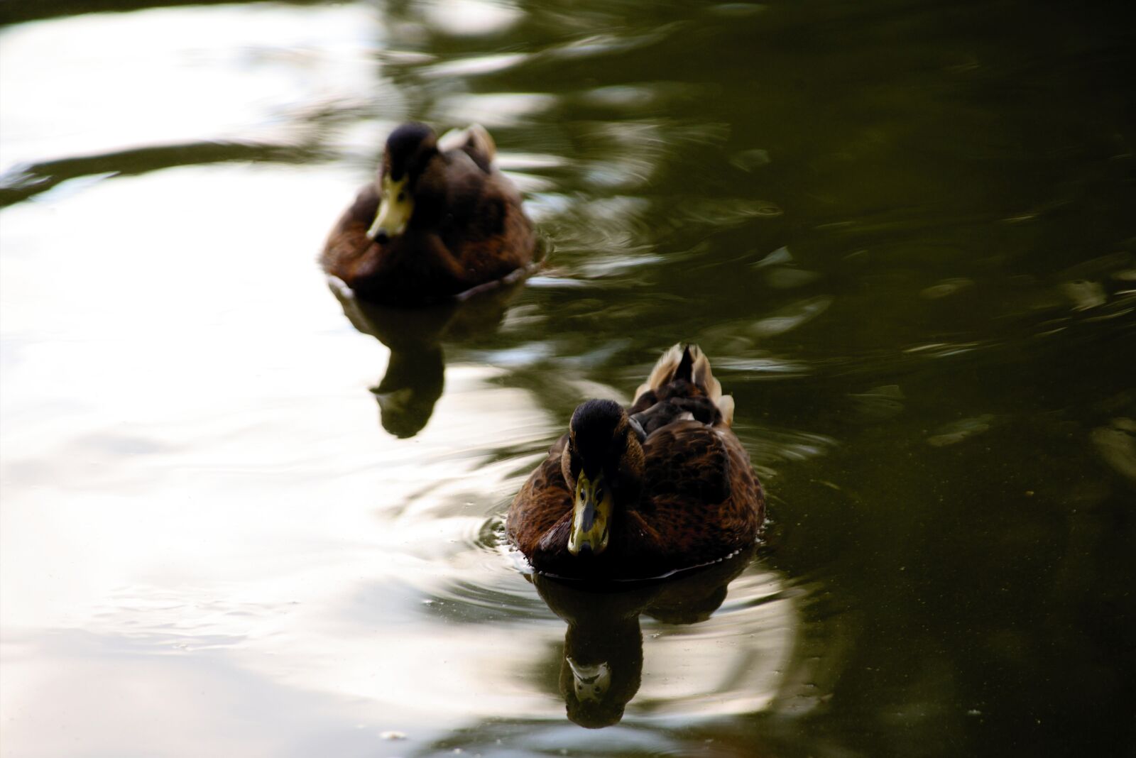 Nikon D610 sample photo. Ducks, mallards, water bird photography