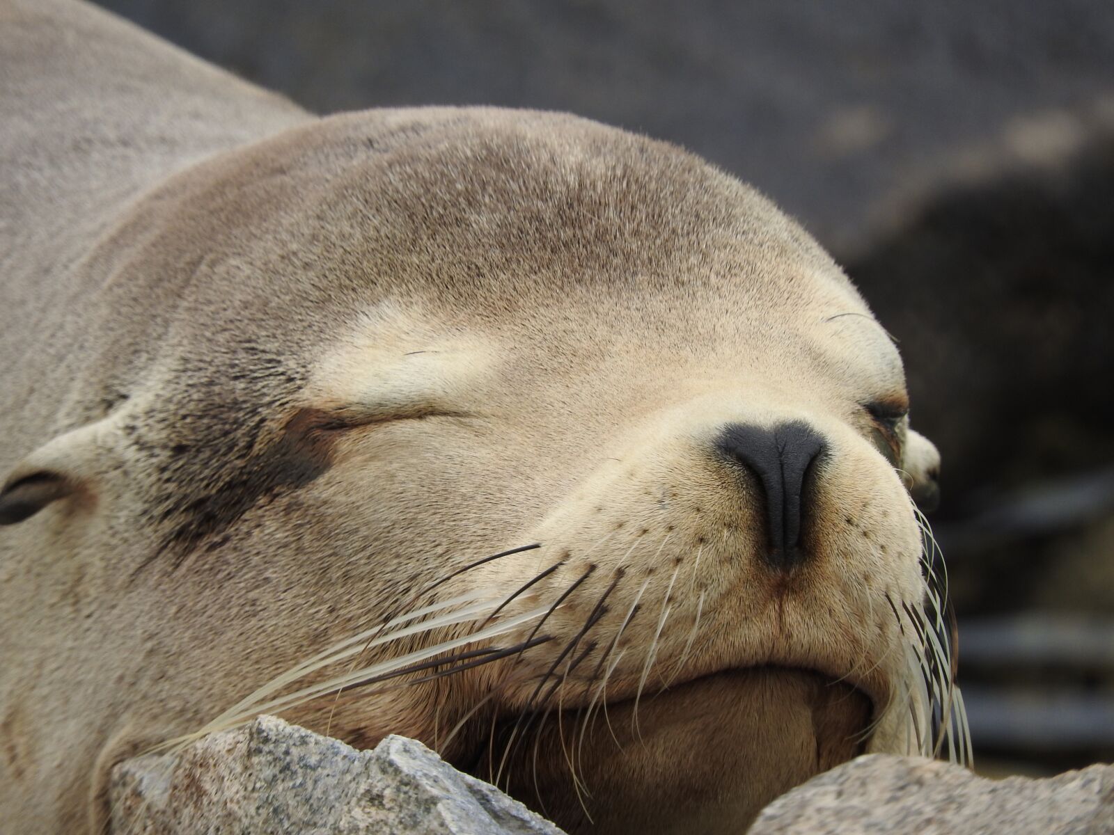 Nikon Coolpix P610 sample photo. Seal, mammals, sea photography