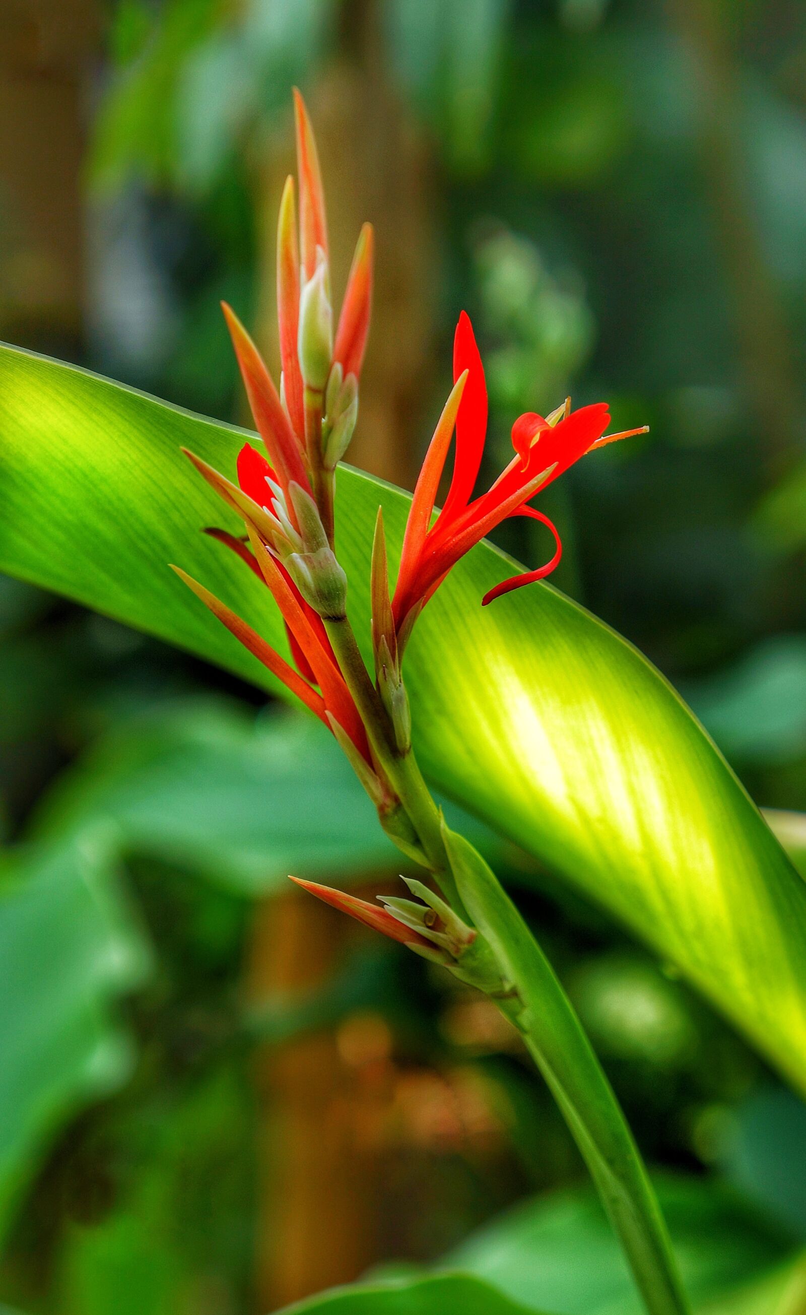 Sony Alpha NEX-7 sample photo. Bird of paradise, strelitzia photography