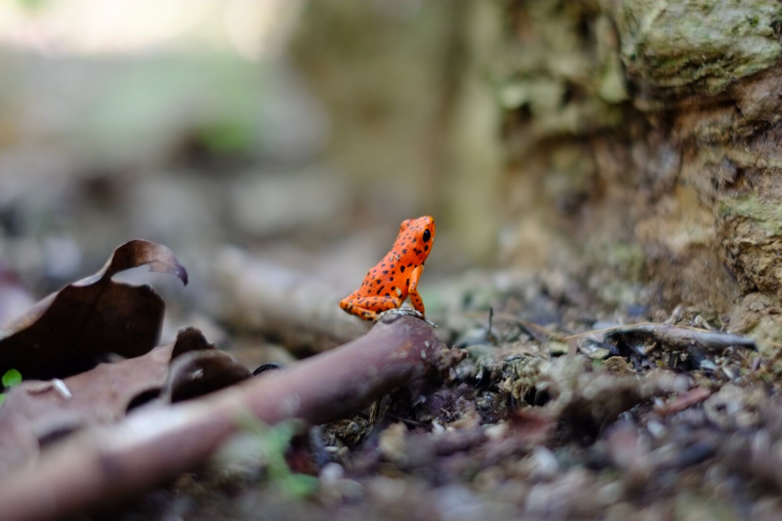 Fujifilm X-E1 + Fujifilm XF 35mm F1.4 R sample photo. Amphibian, frog, animal photography
