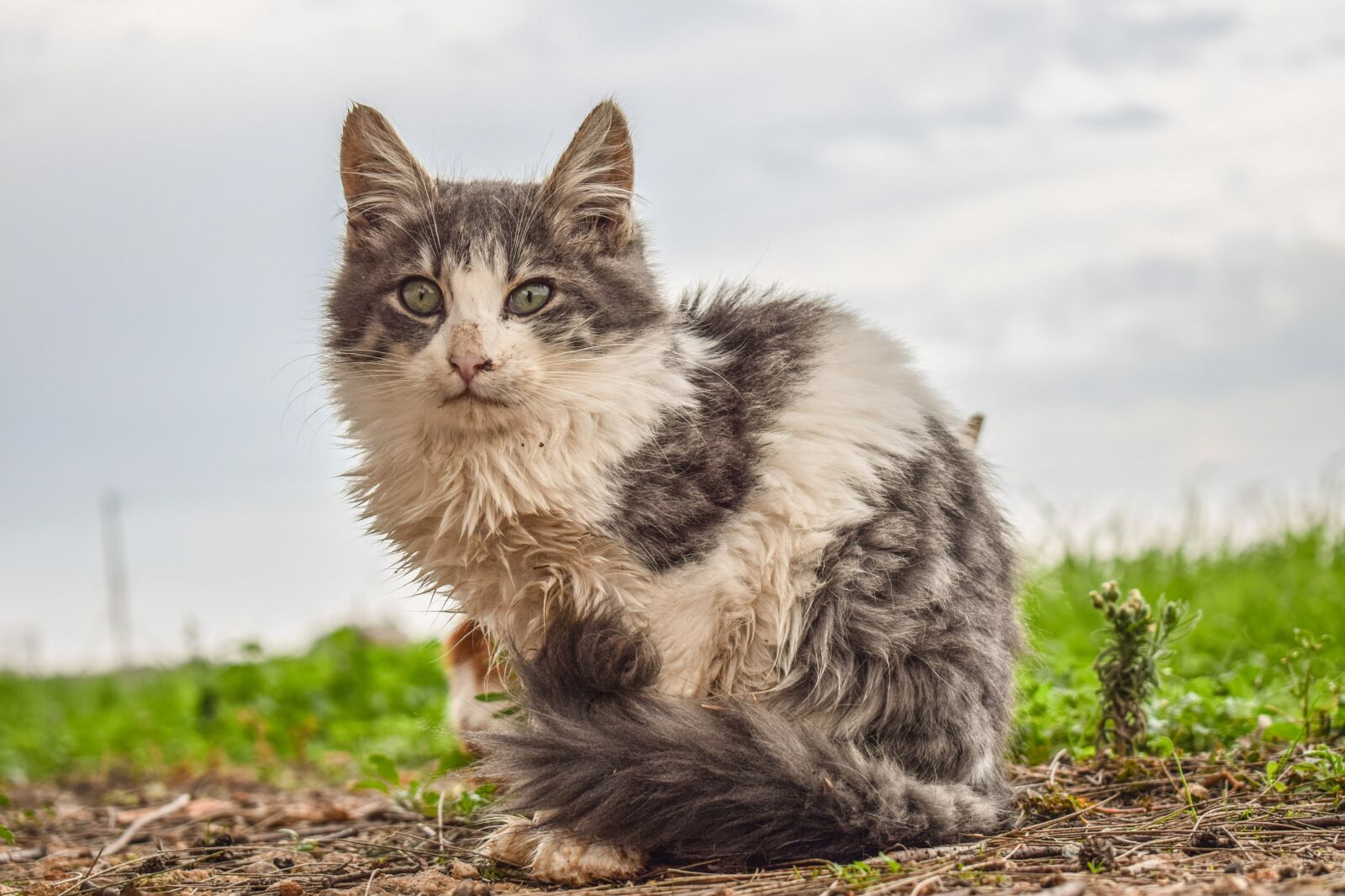 Nikon D3300 sample photo. Cat, animal, homeless photography