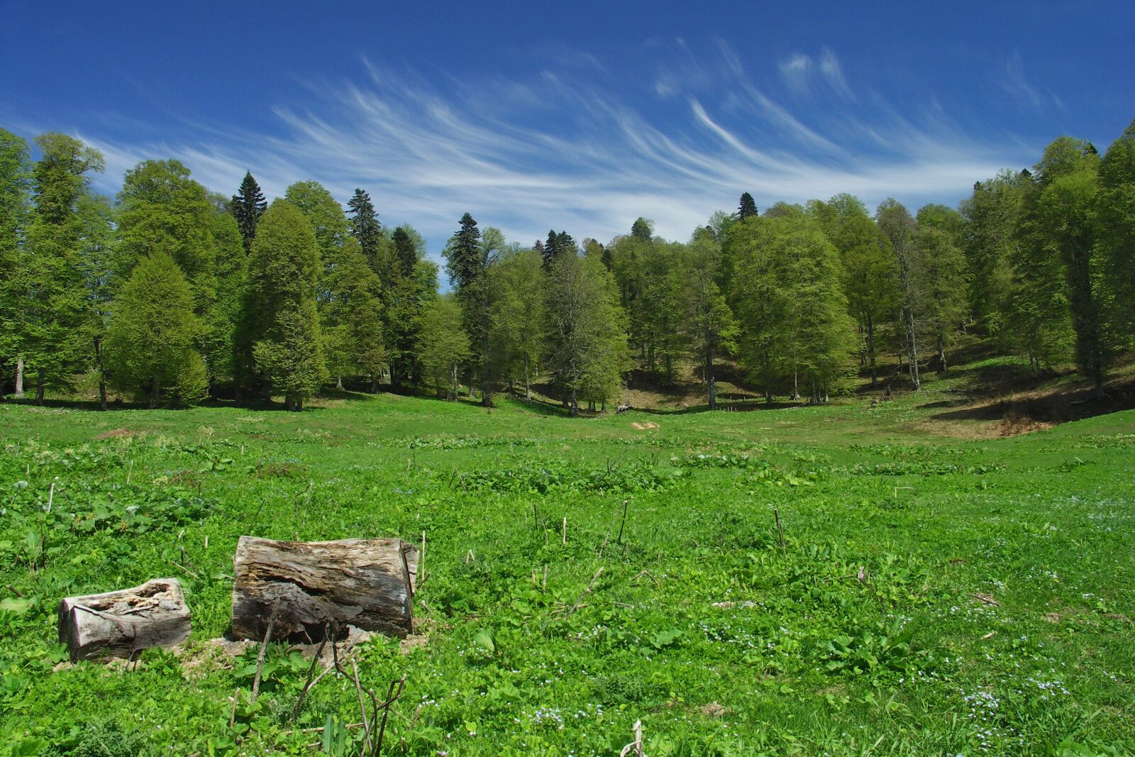 KONICA MINOLTA DiMAGE A200 sample photo. Nature, tree, grass photography