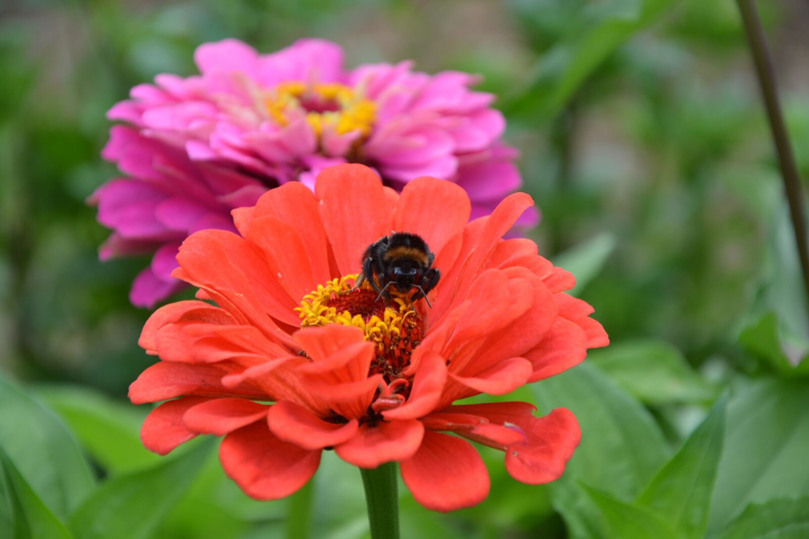 Nikon D5200 sample photo. Flowers, red, bourdon photography