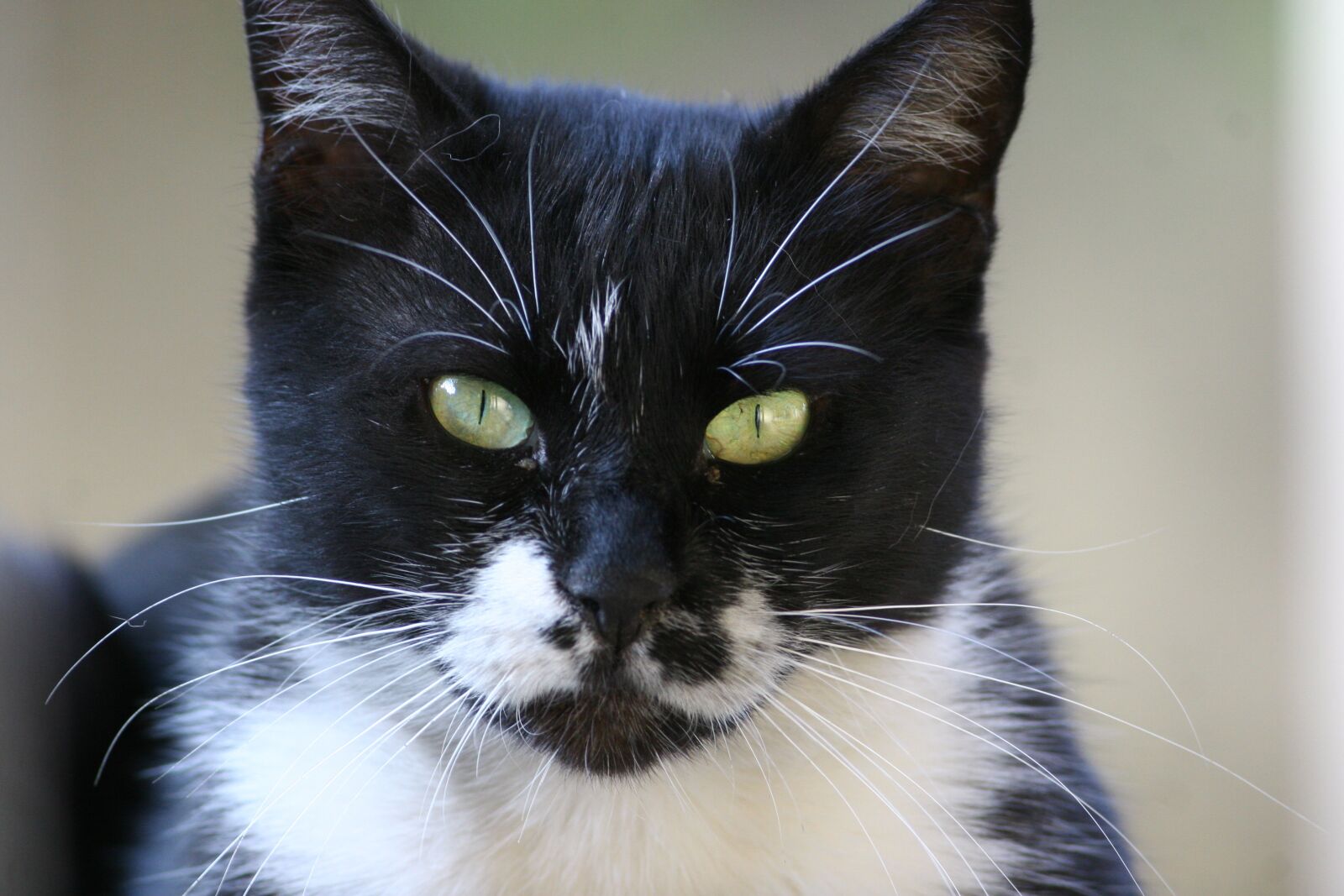 Canon EOS 20D sample photo. Cat, pet, animal photography