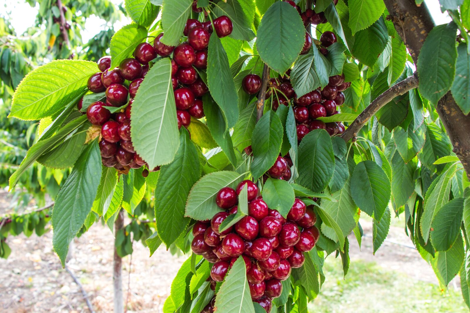 Canon EOS 700D (EOS Rebel T5i / EOS Kiss X7i) sample photo. Cherry, tree, fruit photography