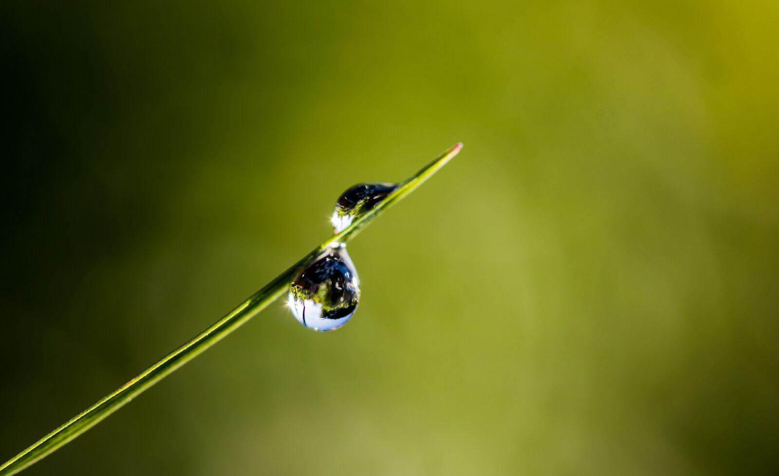Canon EF-S 60mm F2.8 Macro USM sample photo. Drip, dewdrop, blade of photography
