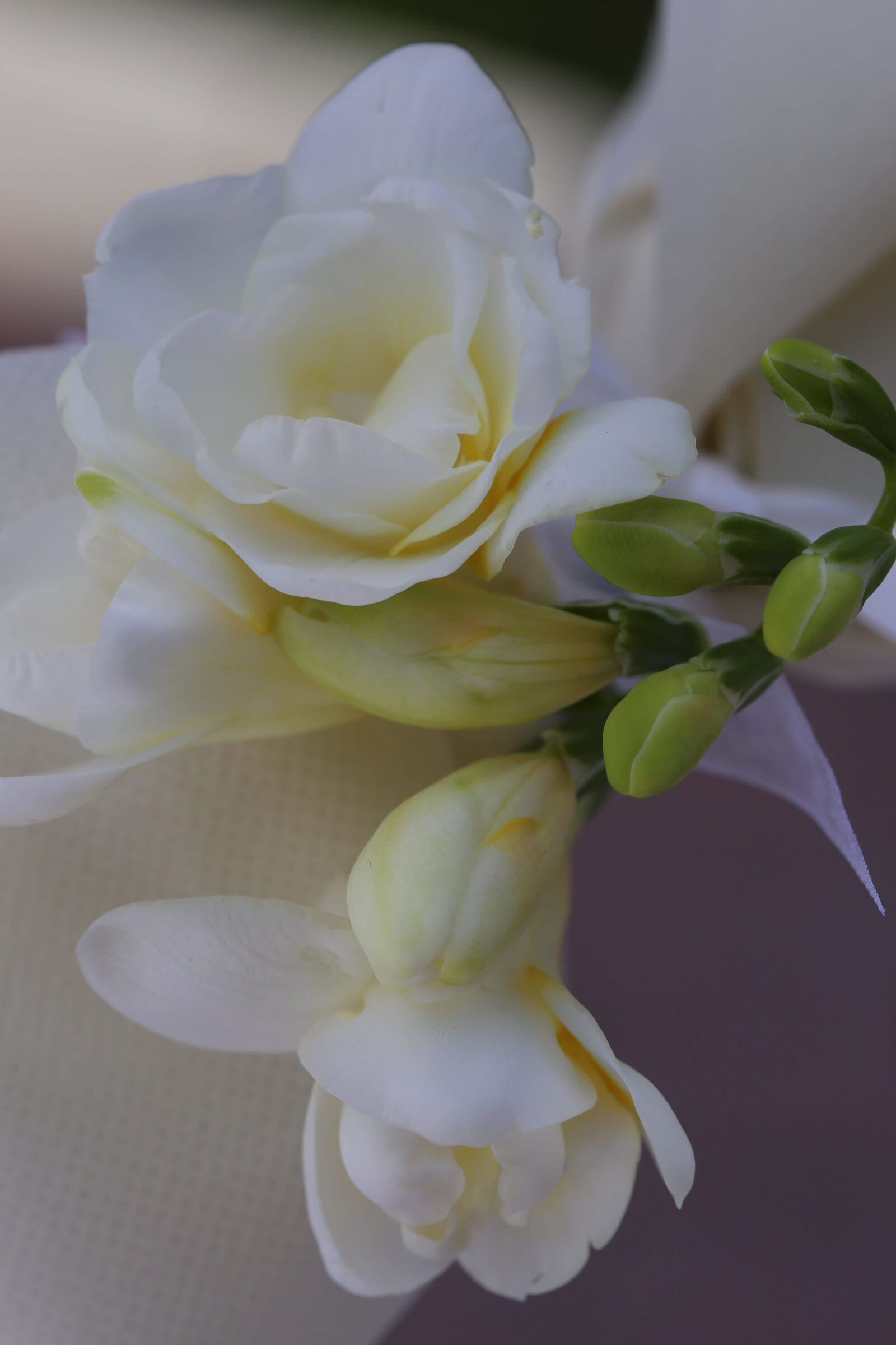 Canon EF 100mm F2.8 Macro USM sample photo. Silk, rose, white flower photography