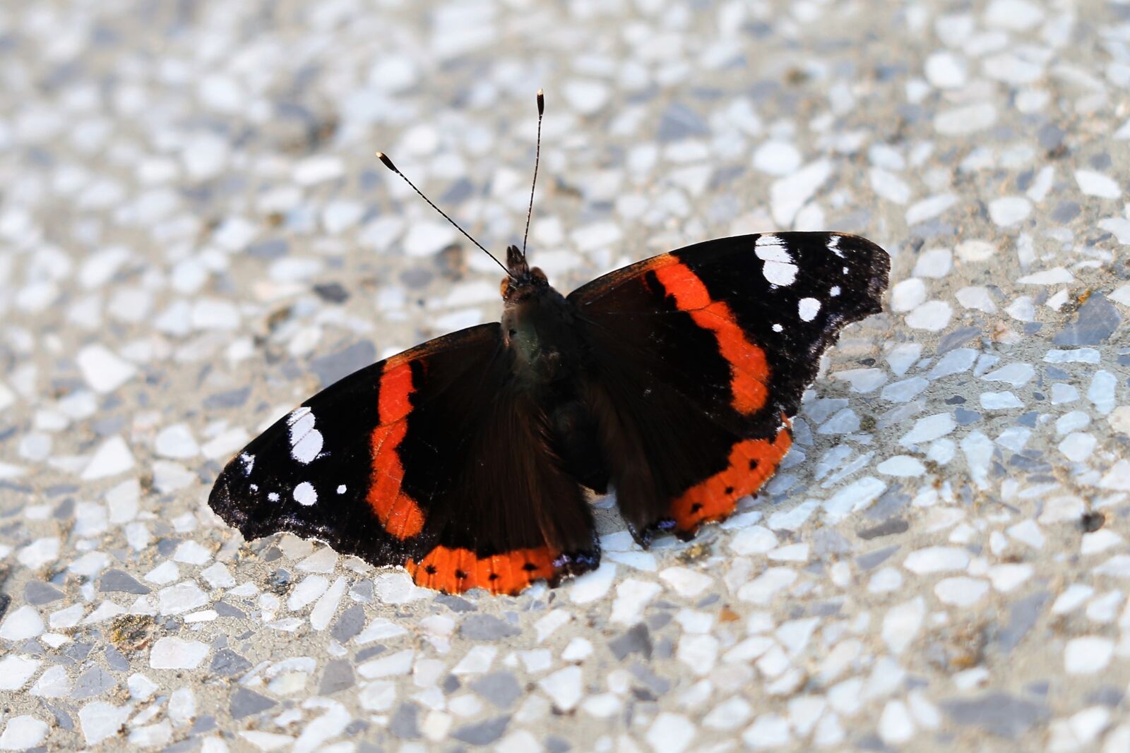 Canon EF 70-300 F4-5.6 IS II USM sample photo. Butterfly red admiral, vanessa photography