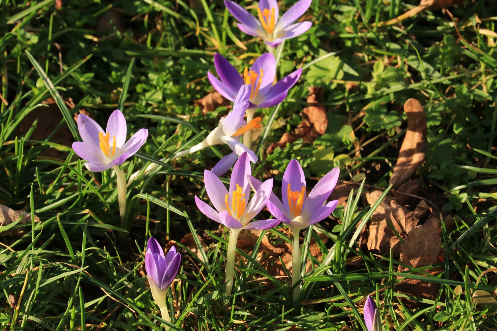 Canon EF 70-200mm F4L IS II USM sample photo. Crocus, spring, early bloomer photography