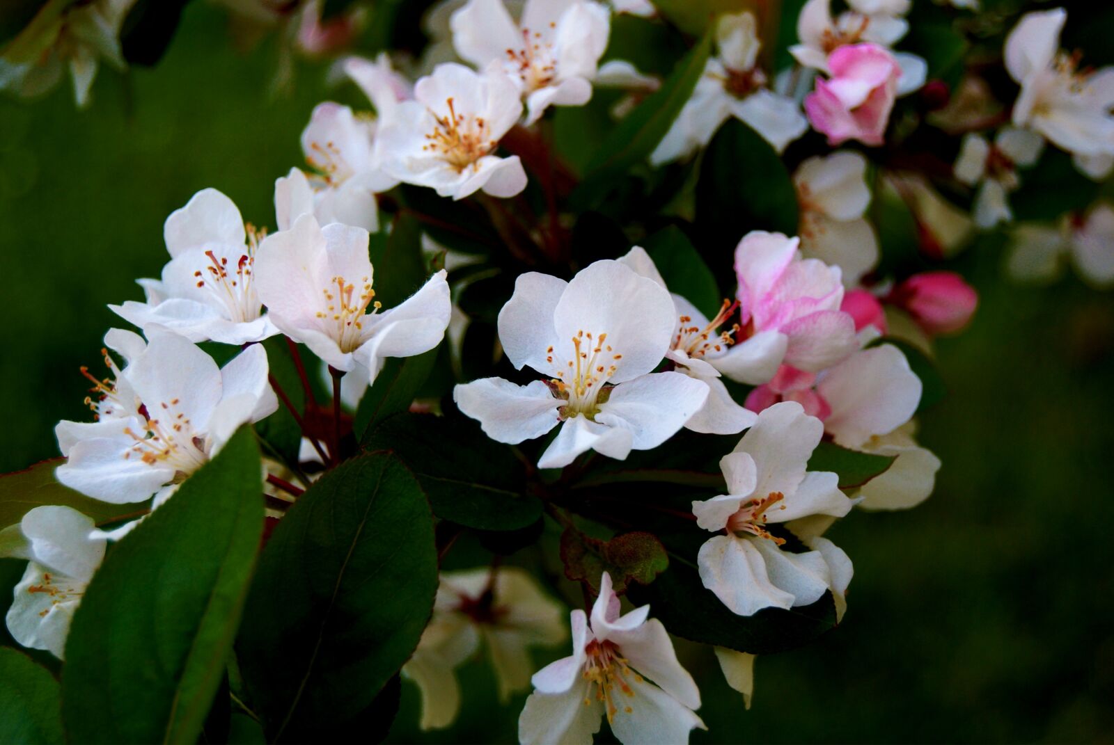 Nikon D3300 sample photo. Apple blossom, flower, white photography