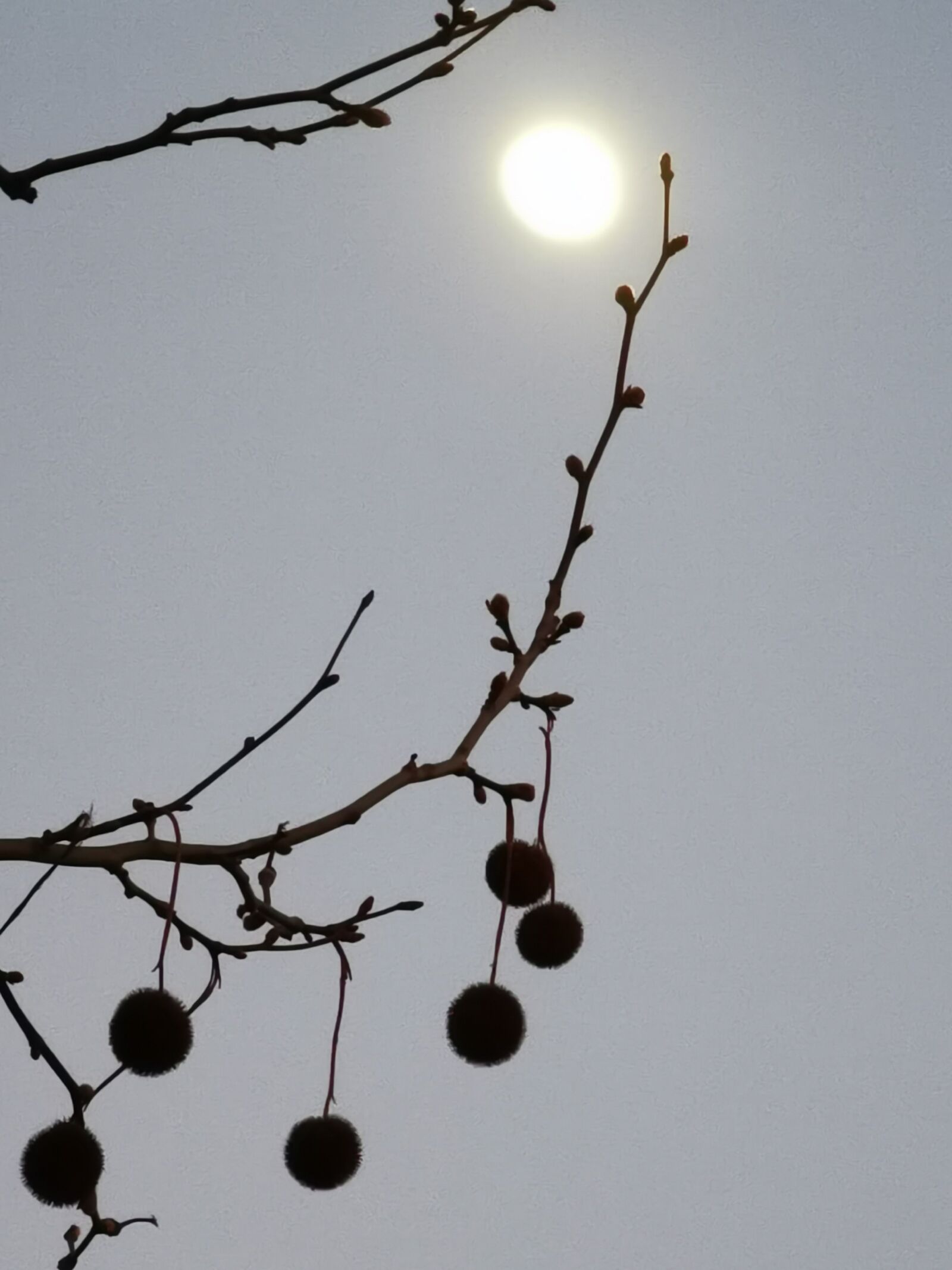HUAWEI P30 Pro sample photo. Moon, tree, alder photography