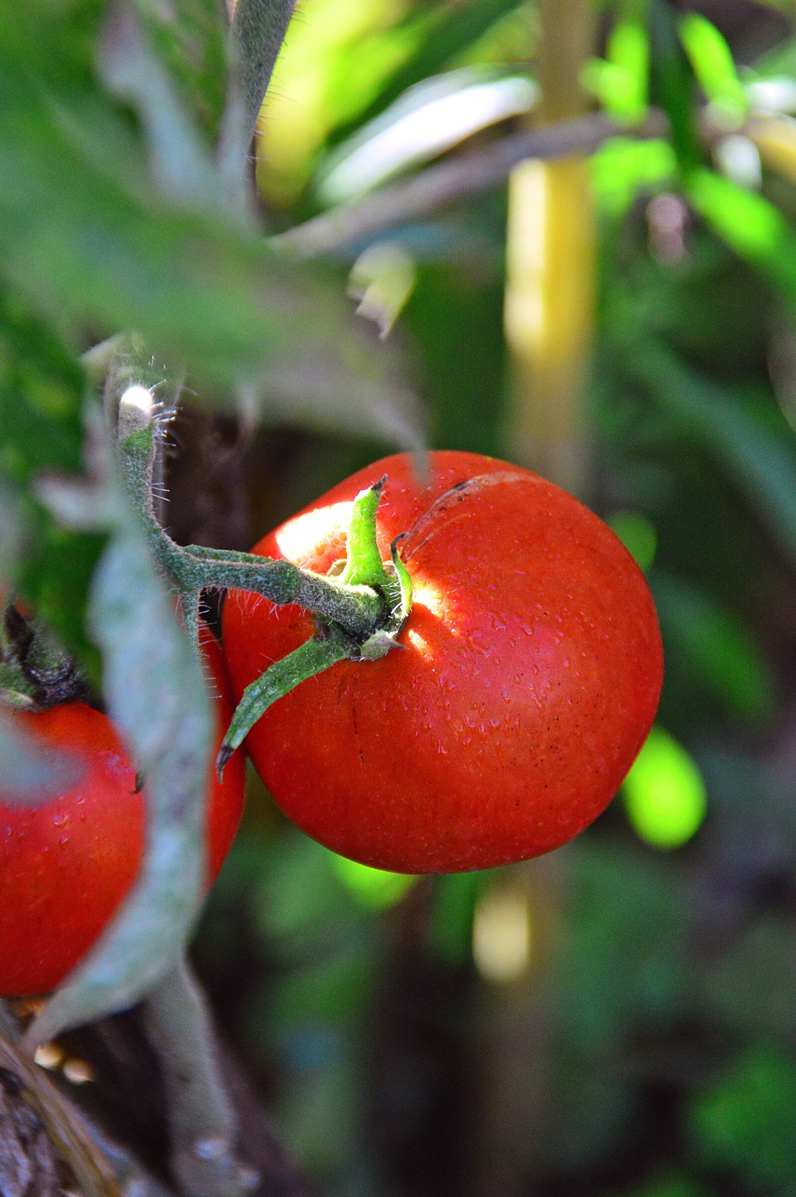 Nikon D3200 sample photo. Tomatoes, red, garden photography