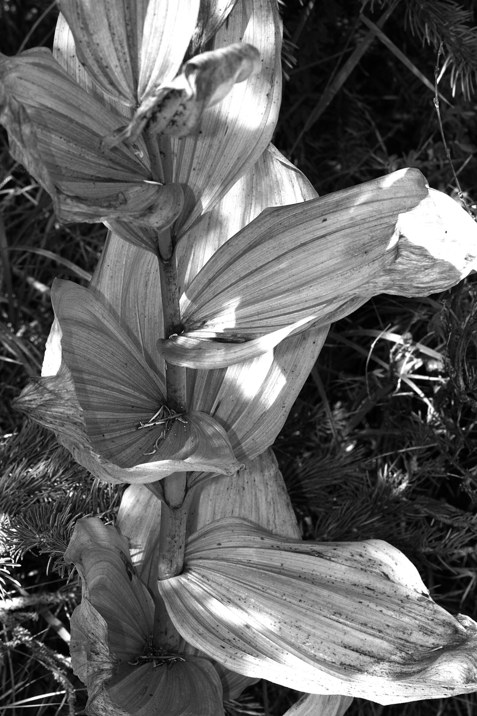 Canon EOS 500D (EOS Rebel T1i / EOS Kiss X3) sample photo