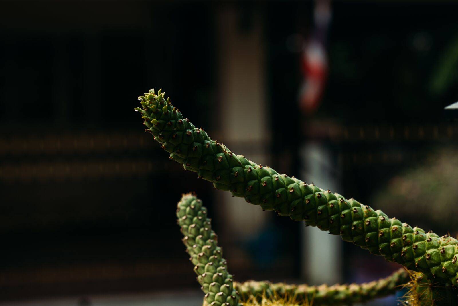 Canon EOS 700D (EOS Rebel T5i / EOS Kiss X7i) + Canon EF 50mm F1.8 STM sample photo. Green, pineapple, aloe vera photography