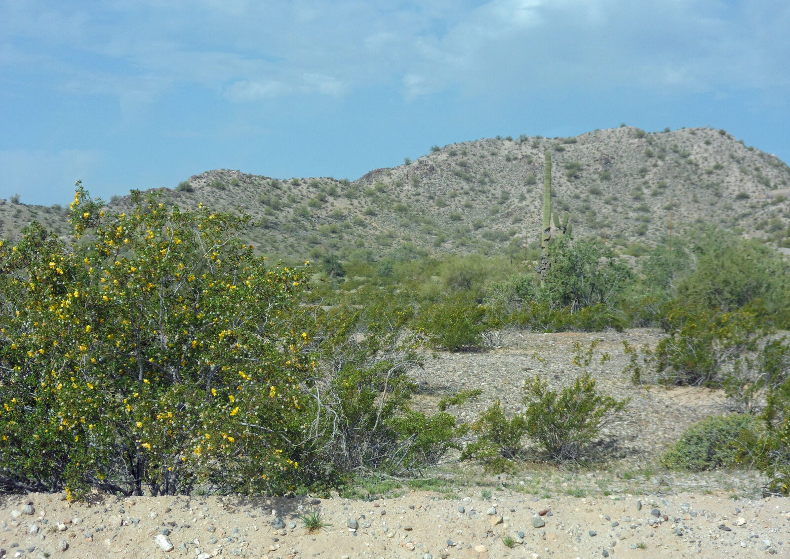 Samsung ST200 / ST200F / ST201 / ST201F / ST205F sample photo. Desert, flowers photography