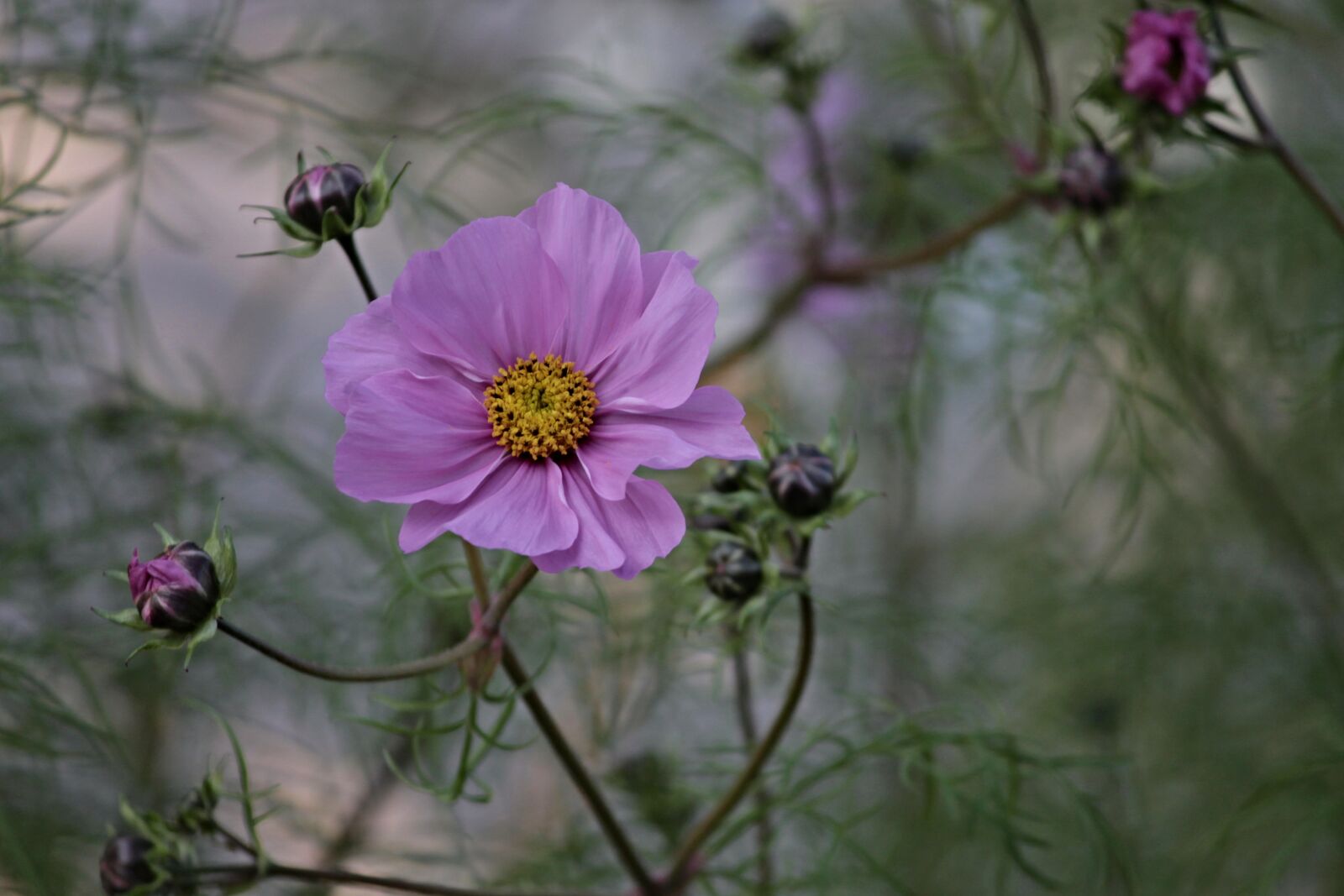 Canon EOS 1100D (EOS Rebel T3 / EOS Kiss X50) sample photo. Cosmea, flower, cosmos bipinnatu photography