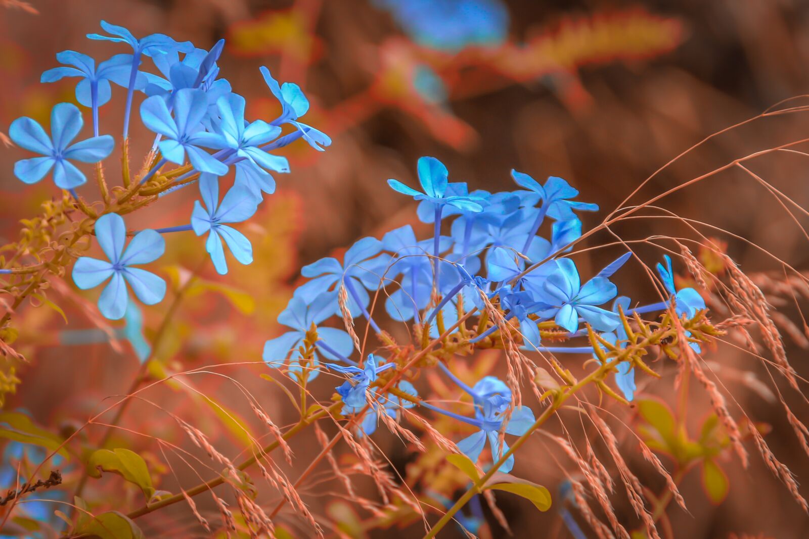 Canon EOS 650D (EOS Rebel T4i / EOS Kiss X6i) sample photo. Flowers, blue, color contrast photography