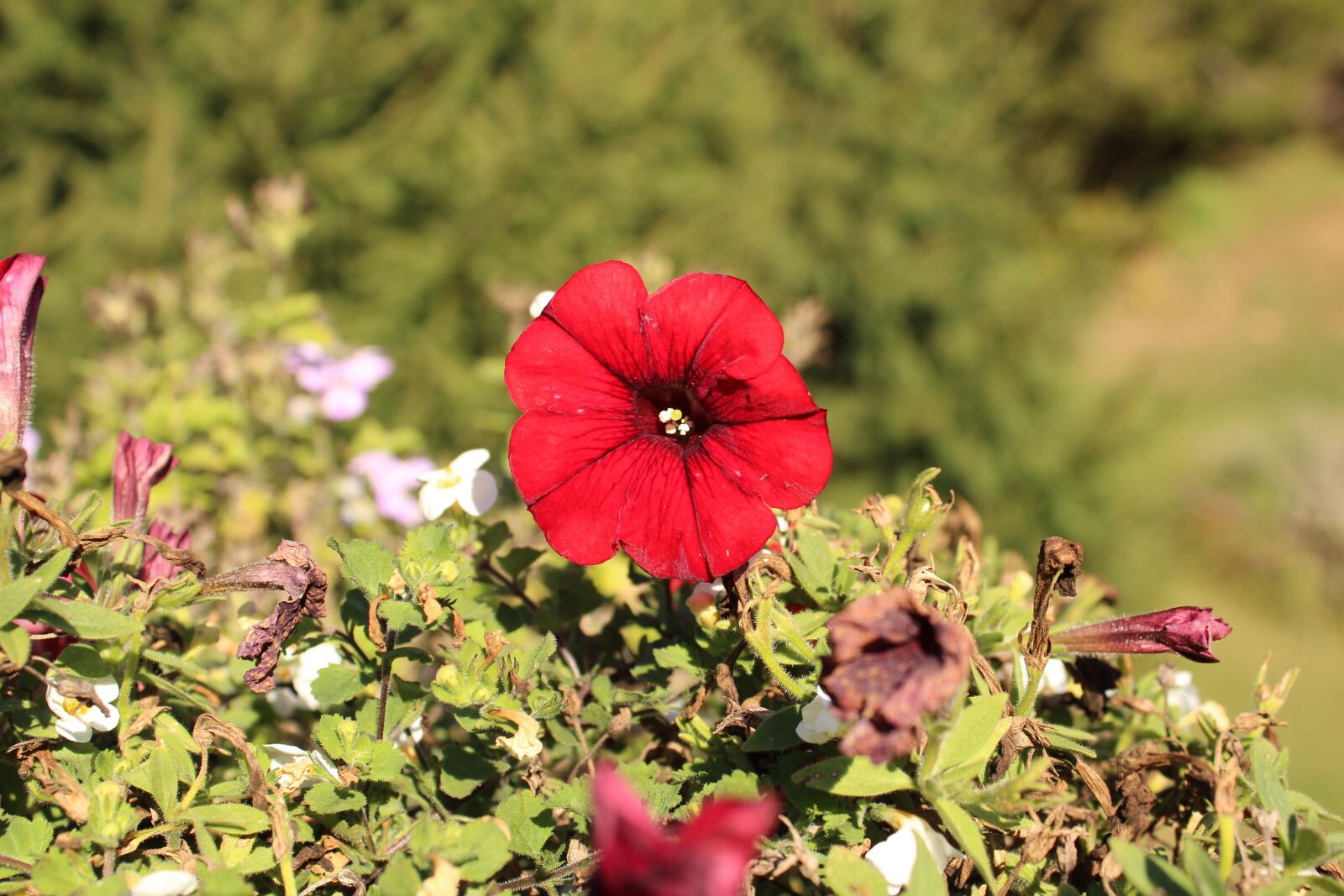 Canon EOS 1300D (EOS Rebel T6 / EOS Kiss X80) sample photo. Autumn, last flower, petunia photography