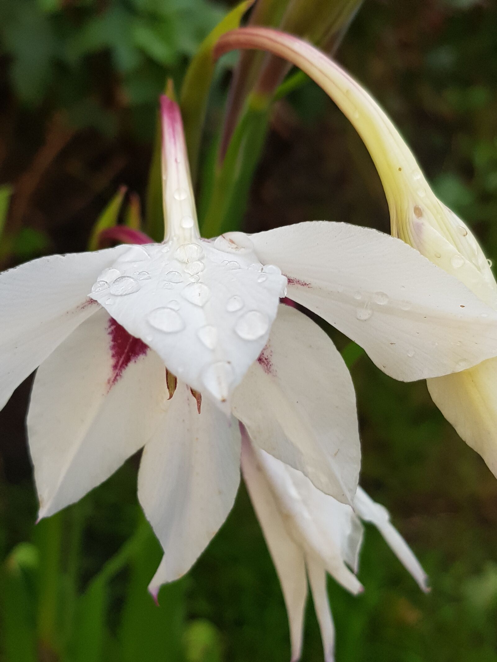 Samsung Galaxy S8 sample photo. Flower, nature, beautiful photography