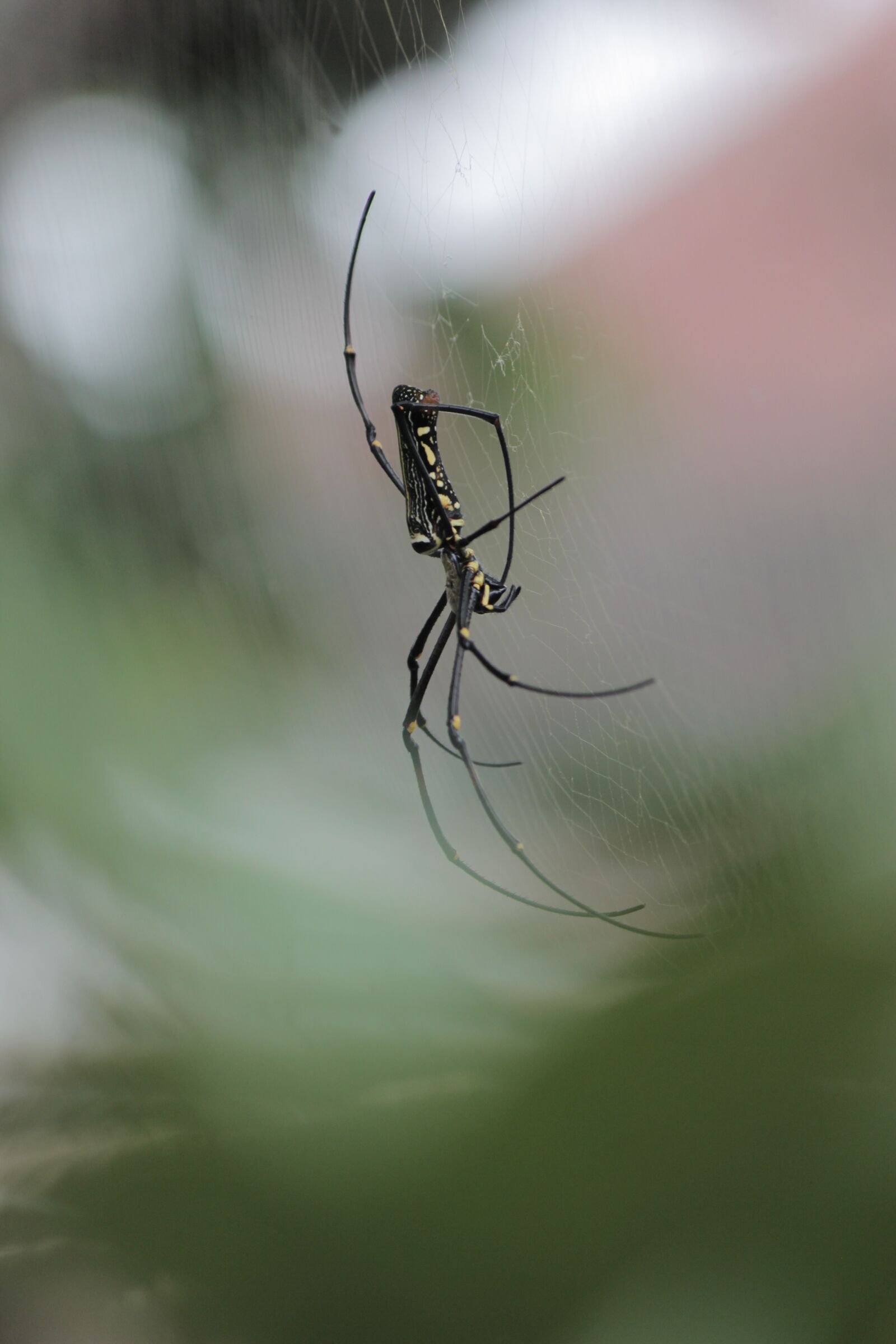 Canon EOS 60D sample photo. Spider, animals, insects photography