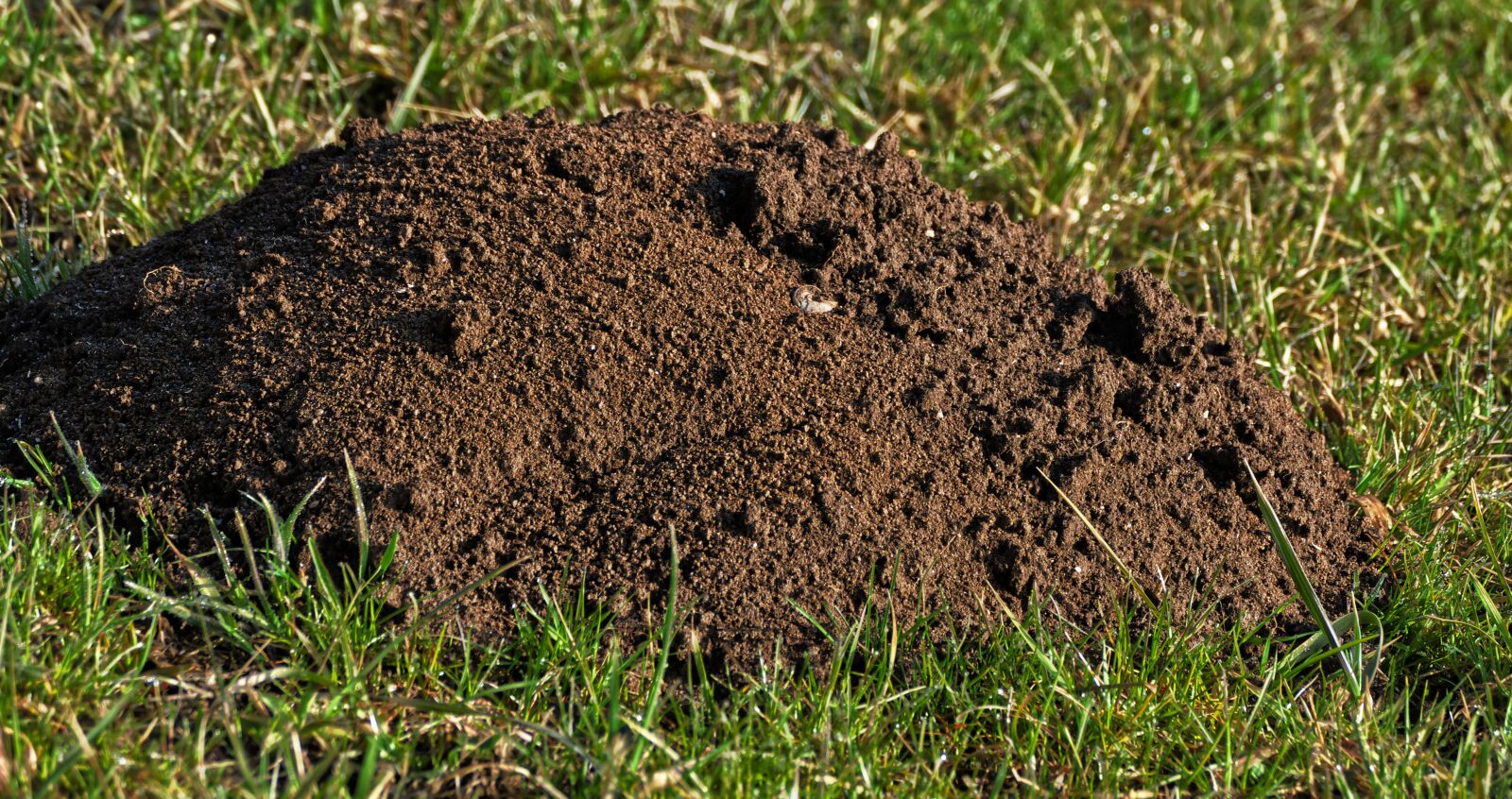 Panasonic Lumix DMC-FZ1000 sample photo. Earth, grass, erdhaufen photography