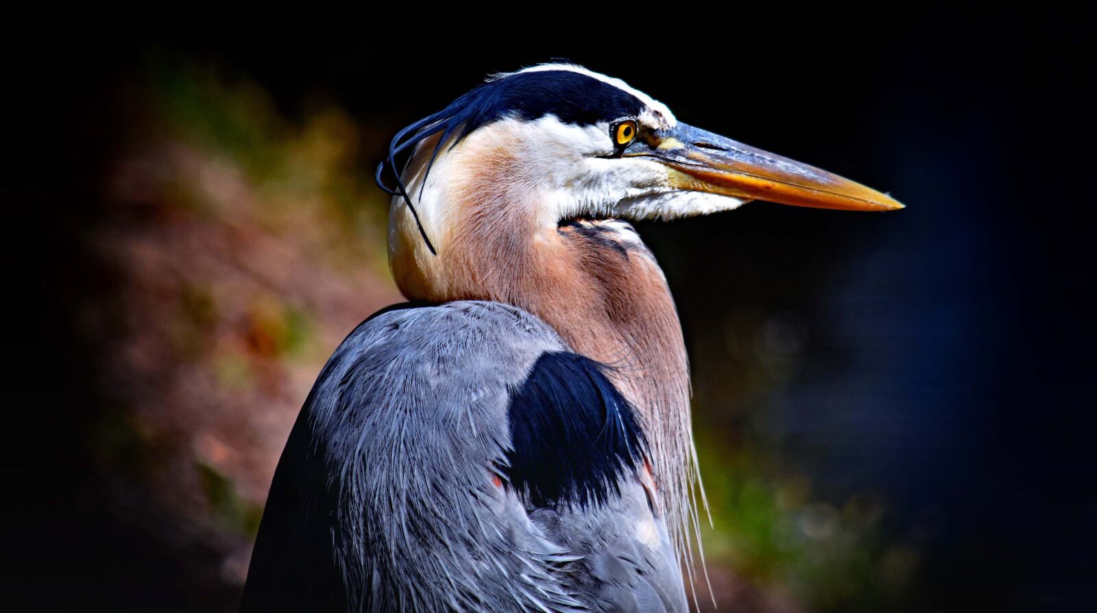 Nikon D7200 sample photo. Heron, usa, bird photography