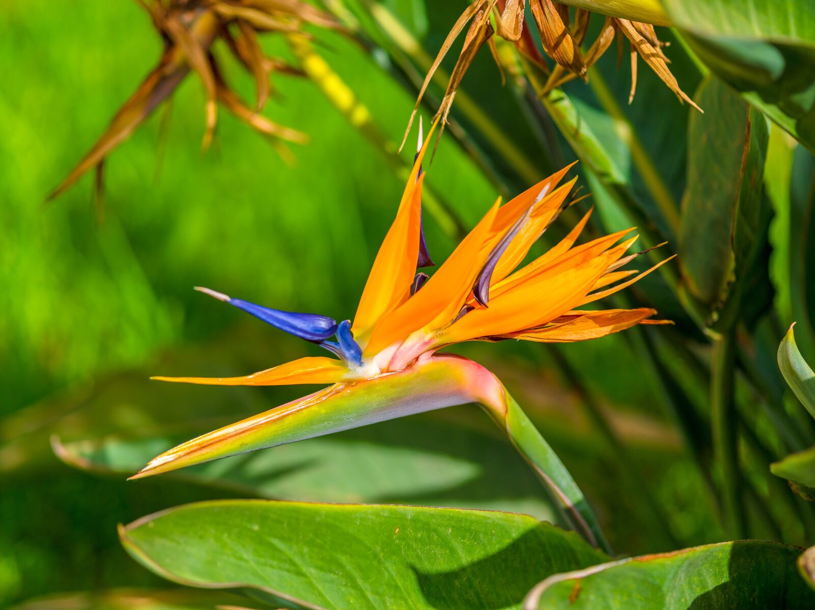 Pentax 645D sample photo. Bird of paradise, flower photography