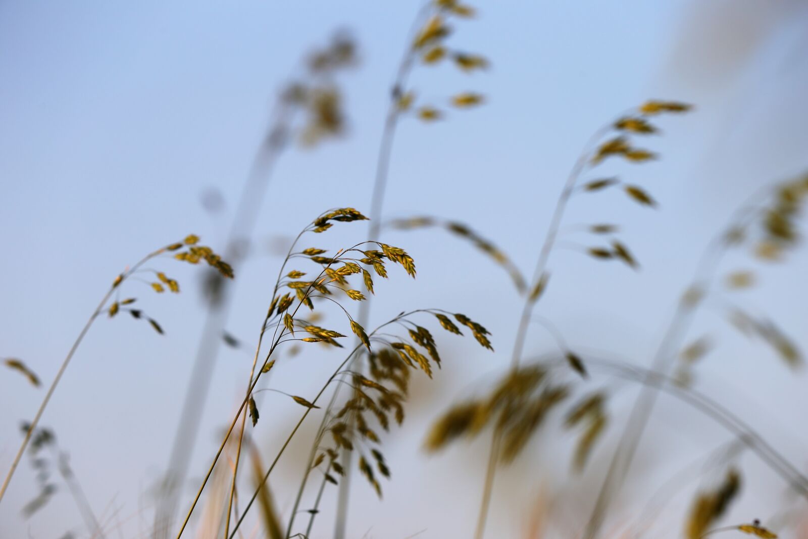 Canon EF 70-300 F4-5.6 IS II USM sample photo. Grass, meadow, spring photography