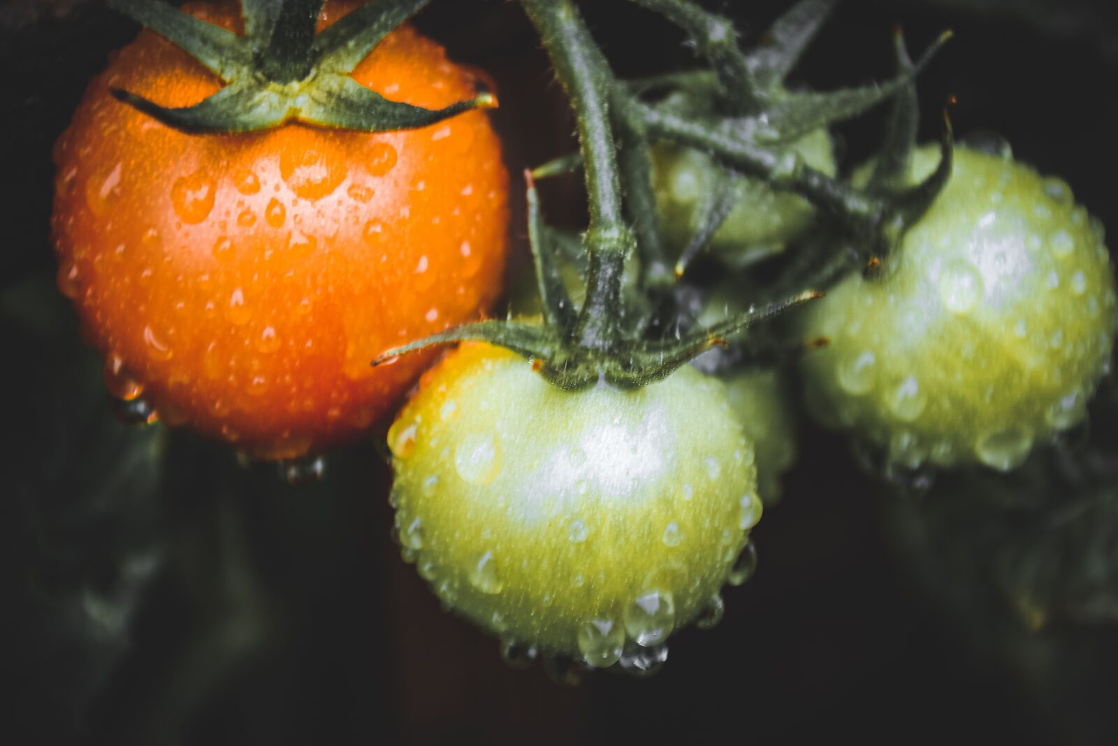 Sigma 18-200mm F3.5-6.3 DC Macro OS HSM | C sample photo. Tomatoes, red, green photography