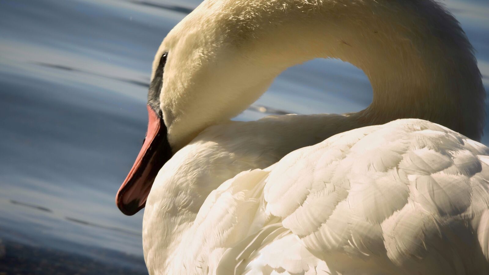 Nikon D7200 sample photo. Swan, water, animal photography