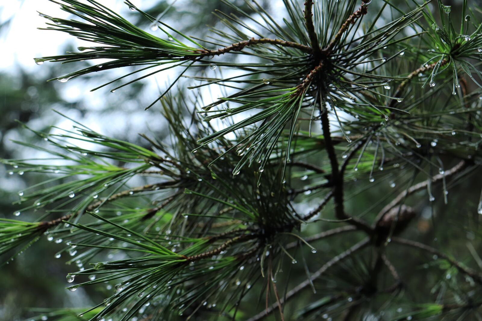 Canon EF-S 18-55mm F4-5.6 IS STM sample photo. Pine, tree, pinetree photography