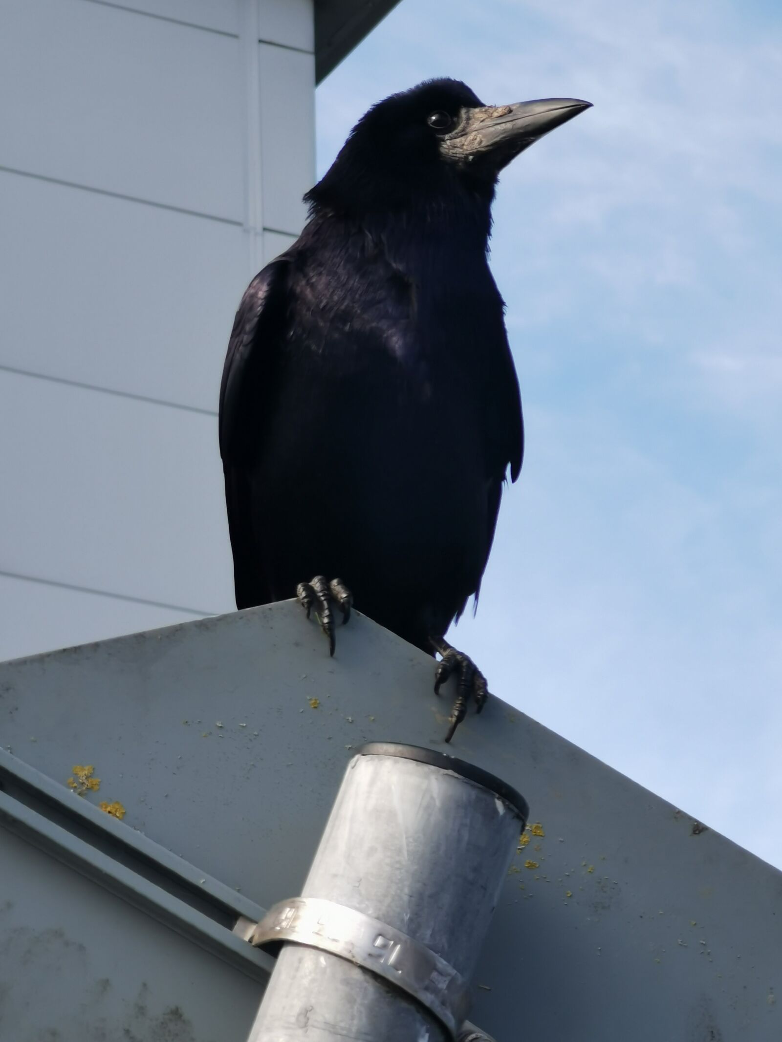 HUAWEI P30 Pro sample photo. Rook, crow, stop sign photography